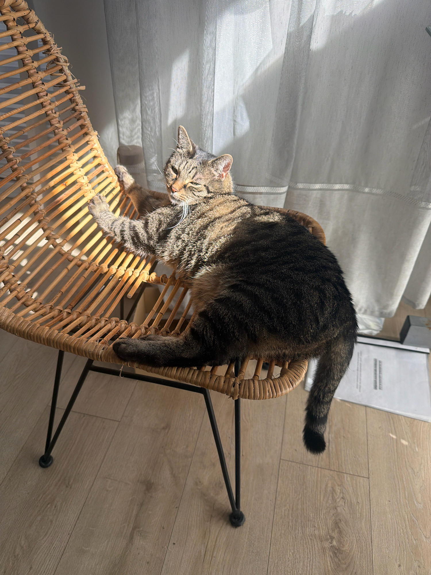 A tabby cat is lying on a wicker chair in a room with wooden floors. The cat is positioned on its side, with its paws extended. Sunlight streams through a sheer white curtain, casting shadows on the chair and the floor. The chair has thin black metal legs. In the background, a white sheet of paper with text is visible on the floor. The scene is indoors, with no specific city or country identifiable from the image content.