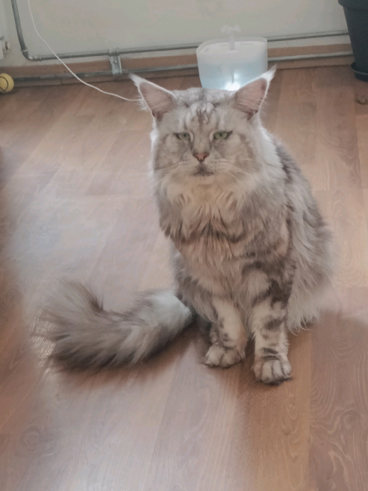 A grey and white Maine Coon cat with green eyes sits on a wooden floor. The cat's tail is large and fluffy and rests to its left. In the background, a white pet water fountain with a blue light is visible, along with pipes and a yellow ball. The scene is indoors, likely in a residential setting, as suggested by the flooring and the presence of household items. There is no indication of the city of Leuven, Belgium, in the image.