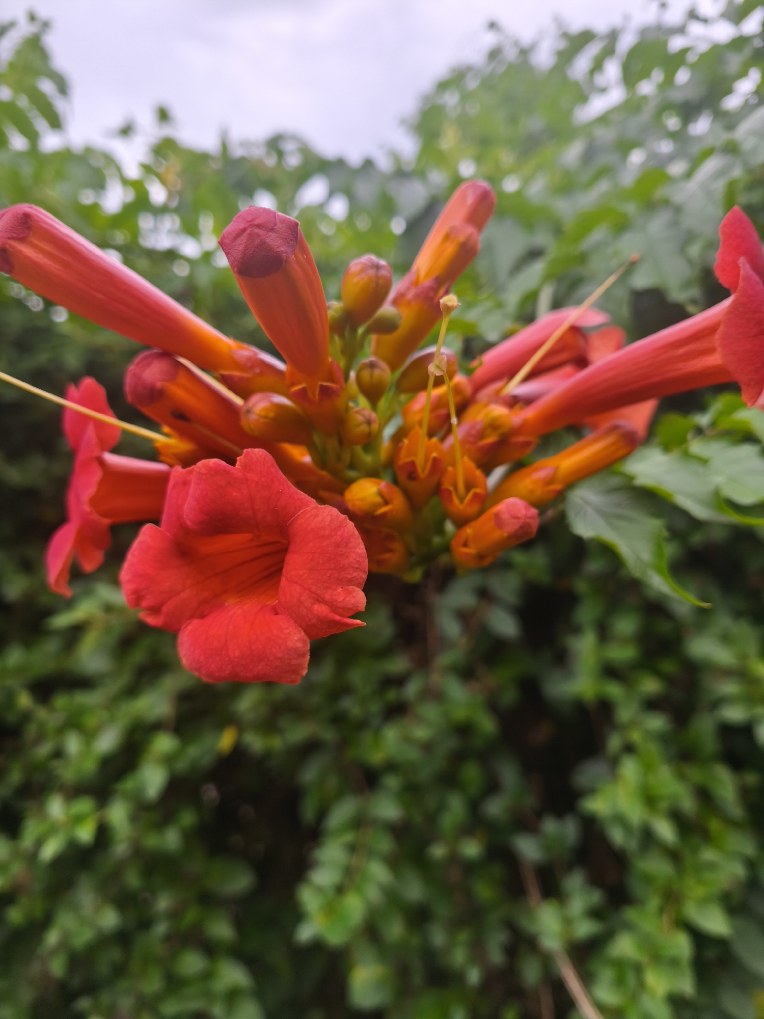 The image shows a close-up of a cluster of trumpet-shaped red and orange flowers, likely trumpet vines, against a blurred background of green foliage. One prominent flower in the foreground is fully open, revealing its textured petals and stamen. Several unopened buds and partially opened flowers are visible, along with a thin yellow stamen extending from one of the blooms. The lighting suggests an overcast day. The scene depicts a natural, outdoor environment, possibly a garden or park, with no people or human-made objects immediately apparent. The location in Nevinnomyssk, Russia, is not visually ascertainable from the image itself.