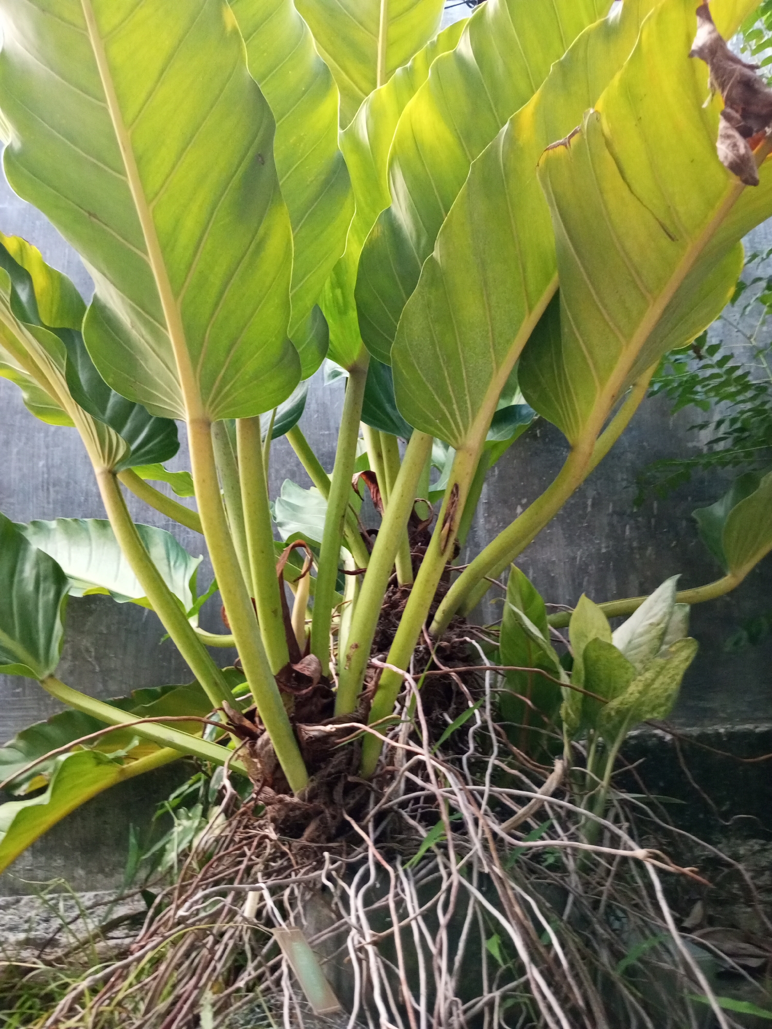 A close-up shot of a robust plant situated in an outdoor setting, possibly in Lhokseumawe, Indonesia. The plant has broad, light-green leaves with pronounced veins and thick, light-green stems. A cluster of exposed, light-brown roots extends from the base of the plant, resting on the ground. In the background, a gray concrete wall is visible. Another, smaller plant with patterned green and white leaves grows near the base of the main plant. The scene is illuminated by natural light.