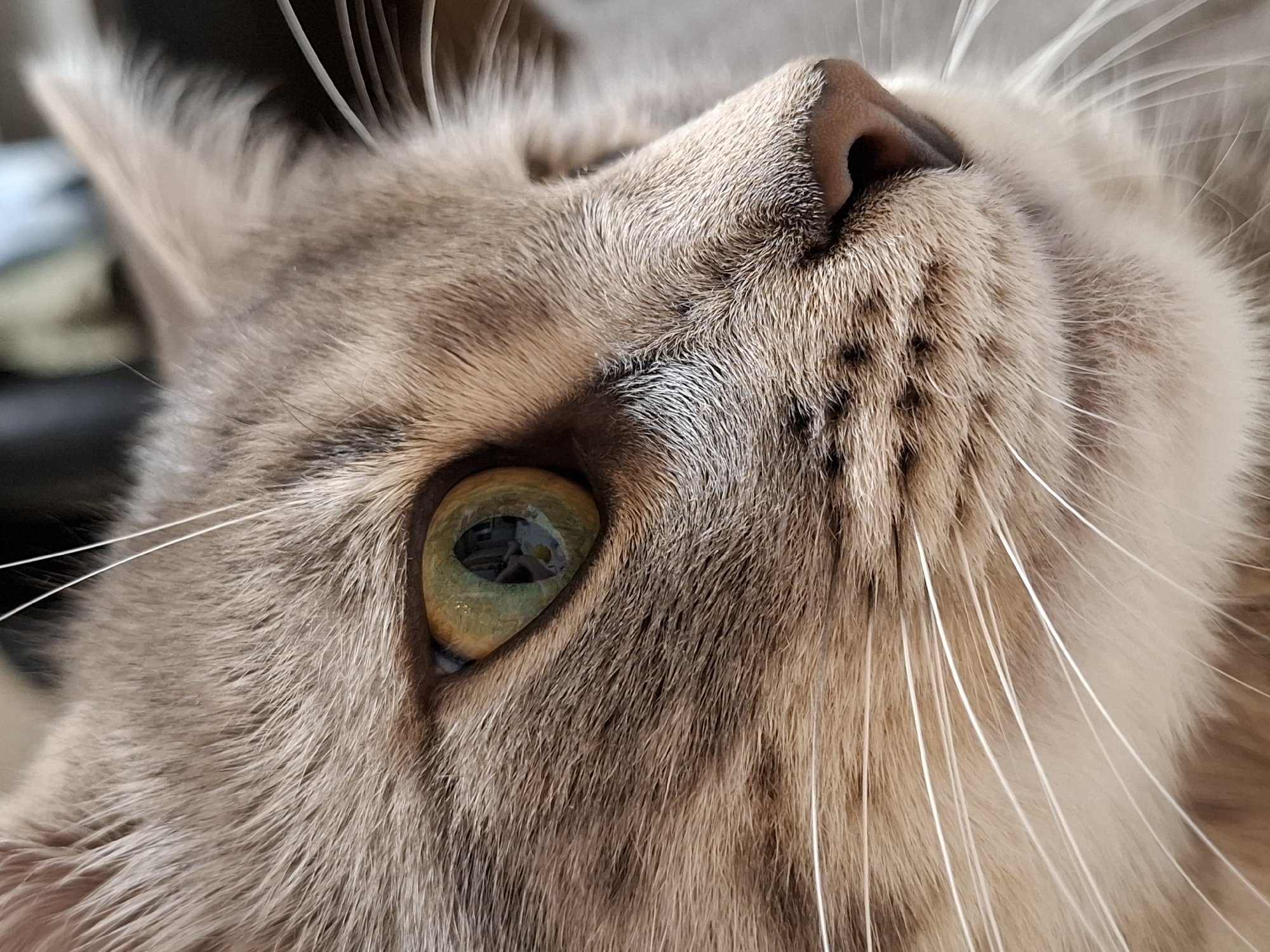 Close-up, upward-angled view of a light brown tabby cat's face. The cat's right eye is visible, reflecting a room interior. The cat's nose is pink. The background is blurred and indistinct. The location is unknown, and there is no indication of Novi Sad, Serbia.
