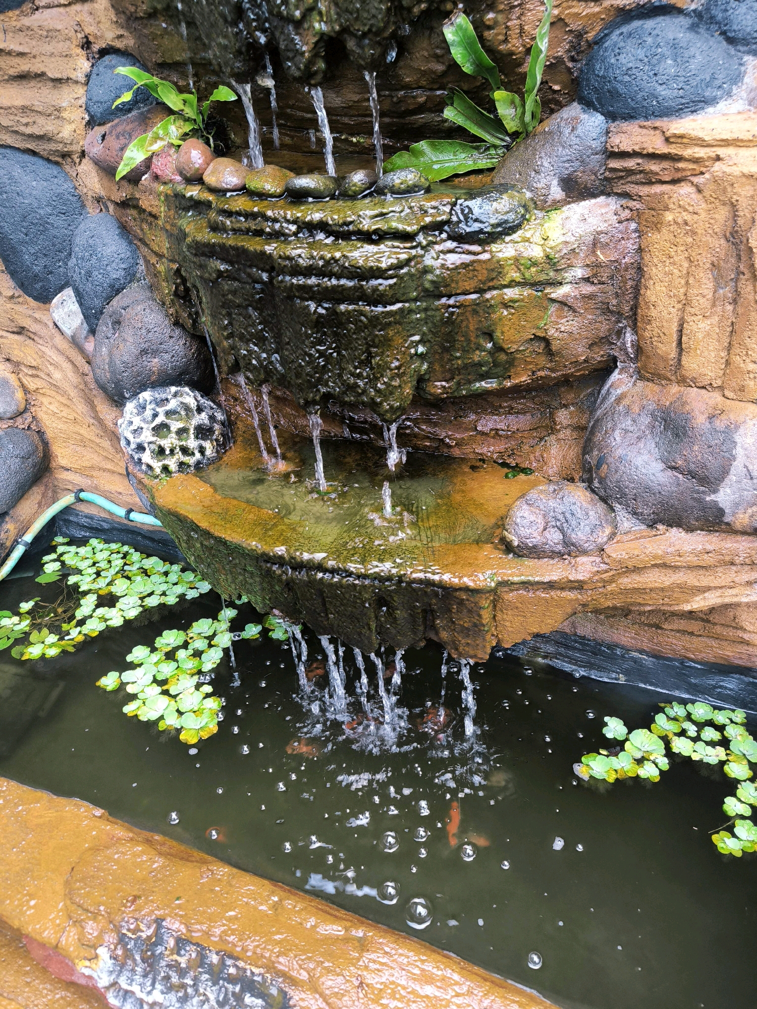 The image depicts a small, artificial waterfall feature within an outdoor pond environment. The waterfall is constructed from textured, earthy-toned materials that mimic rock formations. Water cascades down several levels of the structure, creating ripples and bubbles as it enters the dark water of the pond below. A collection of small, green, floating plants, likely duckweed, are spread across the surface of the pond. Two small, orange fish are visible swimming in the pond water. The edge of the pond is defined by a similar earthy-toned material. A green hose is visible near the base of the waterfall structure, suggesting a water supply. The overall scene appears to be a decorative element in a garden or recreational area. Based on the visual style and common landscaping features found in the region, this scene is likely located in Tabanan, Indonesia.