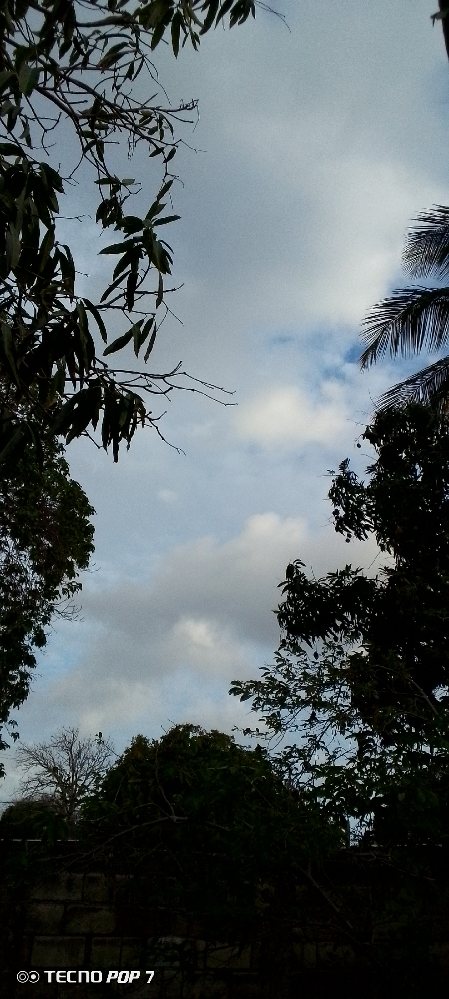 The image shows a view of the sky through trees. The sky is partly cloudy with some areas of blue visible. The trees are dark silhouettes against the sky, with branches and leaves obscuring parts of the view. In the foreground, there is a low stone wall. At the bottom of the image, text reads "TECNO POP 7". The time of day appears to be late afternoon or early evening, as indicated by the soft light and the contrast between the dark trees and the sky. The location is Altagracia, Venezuela. There are no people or specific objects visible other than the natural elements of trees and sky, and the man-made wall and phone text. The scene evokes a sense of natural beauty and tranquility.
