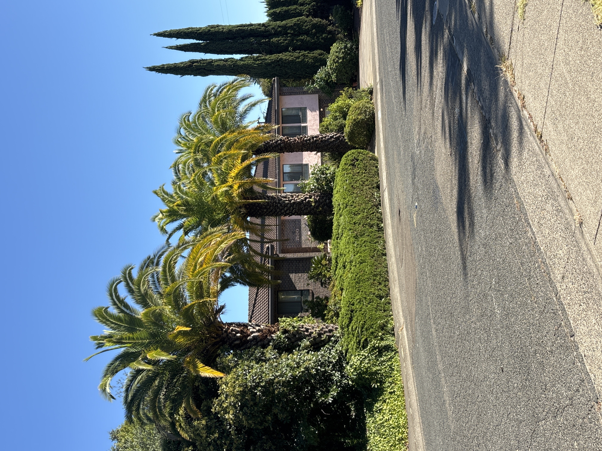 This is a photograph of a residential street in Fair Oaks, California, United States, on a clear, sunny day. The foreground shows a grey asphalt road with a lighter grey concrete sidewalk. Shadows from trees are cast across the road. In the mid-ground, there is a well-maintained lawn with a dense green hedge running along the street. Behind the hedge, a house with a brown tiled roof and pale pink walls is visible. The house has several windows and the number "7500" is displayed on the front. Several large palm trees are positioned in front of the house, with their fronds reaching towards the sky. To the right of the palm trees, a row of tall, slender cypress trees stands against the clear blue sky. The overall impression is one of a well-kept suburban property bathed in sunlight.