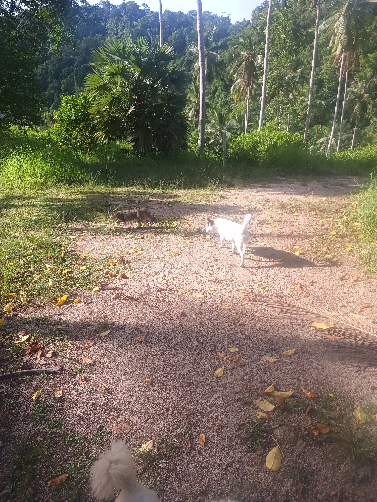 The image depicts a sandy path in Baan Thong Nang, Thailand. Lush green vegetation and tall palm trees surround the path. Two dogs are visible on the path: one is predominantly white, and the other is a brown color. Fallen leaves are scattered across the path. A portion of a third dog is visible at the bottom of the frame.
