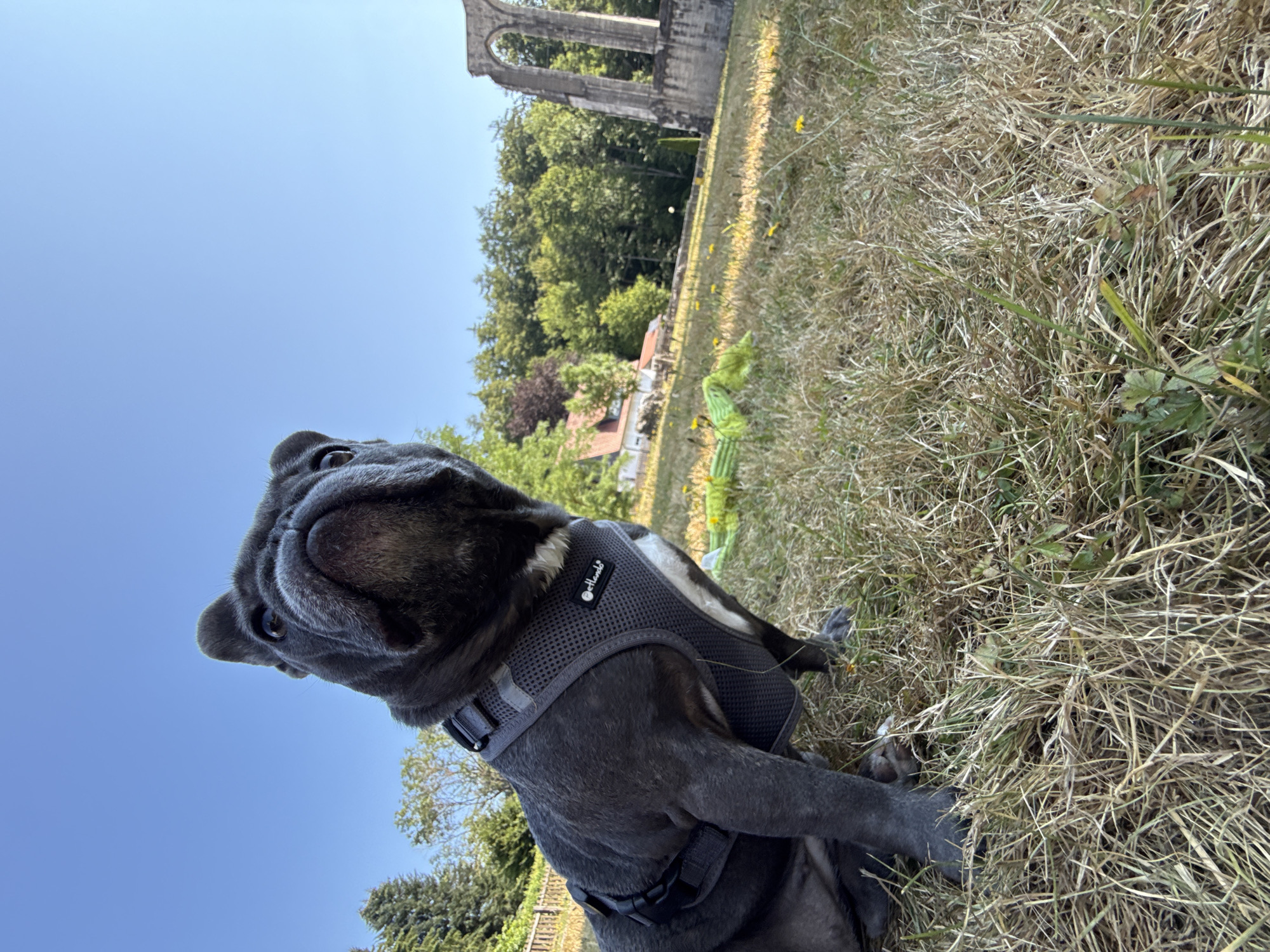 A French Bulldog wearing a gray harness sits on dry grass in front of a ruined stone archway and a small building. The sky is clear and blue. The dog is facing the camera and looking up. The scene appears to be in a park or field, with trees in the background. The specific location is the Walkenried Abbey ruins in Walkenried, Germany.