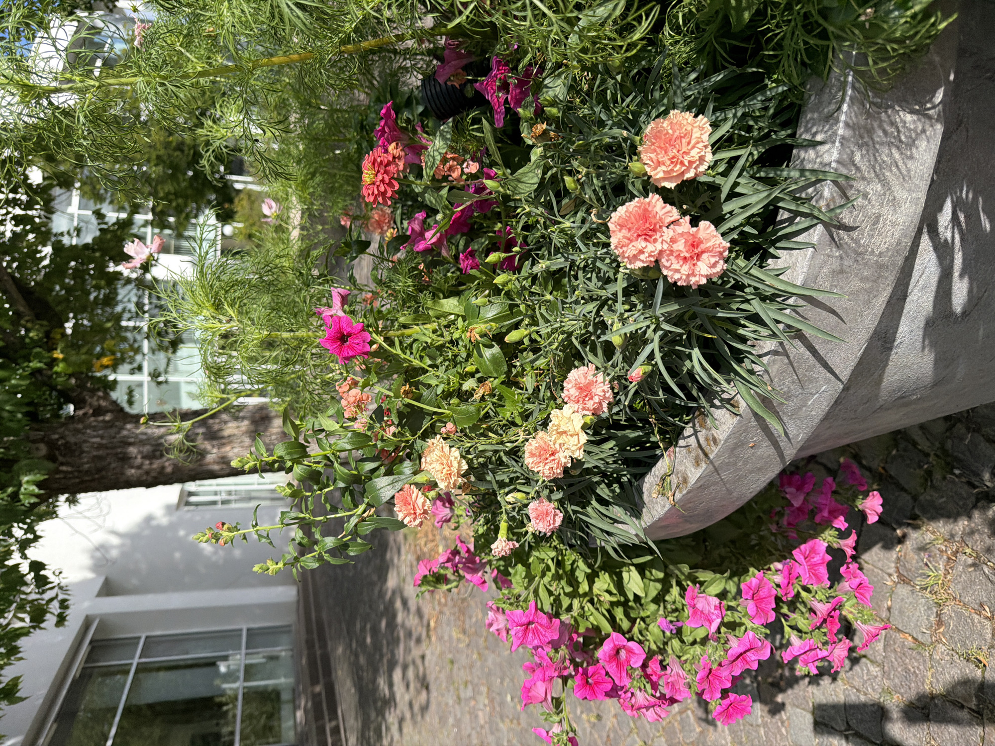 A large, grey, textured planter sits on a cobblestone walkway. The planter is filled with a vibrant arrangement of pink and coral carnations, pink petunias cascading over the edge, and feathery green foliage. Behind the planter, a mature tree with a rough, dark brown trunk casts dappled shadows on the ground. A modern white building with large windows is visible to the left, partially obscured by the tree's branches and foliage. The scene appears to be an outdoor urban setting, likely in Växjö, Sweden, given the architectural style and the presence of a paved public area. No people are present in the image.