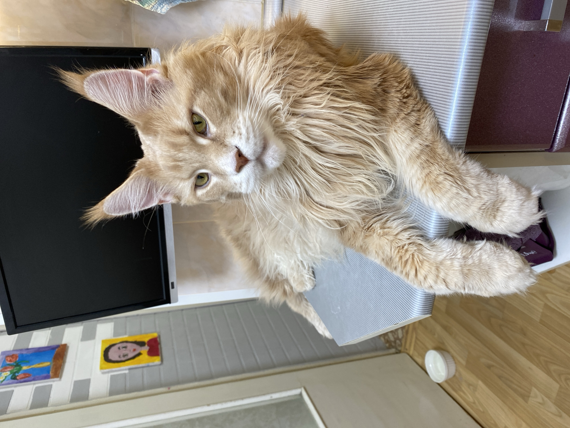 A ginger-colored Maine Coon cat with green eyes is lying on a gray and white striped surface. The cat is looking directly at the camera. A black monitor is visible to the left of the cat. Two small paintings adorn the wall below the monitor. The floor appears to be light wood. A small white bowl is in the lower right corner. Based on available information, the location is Chaikovsky, Russia.