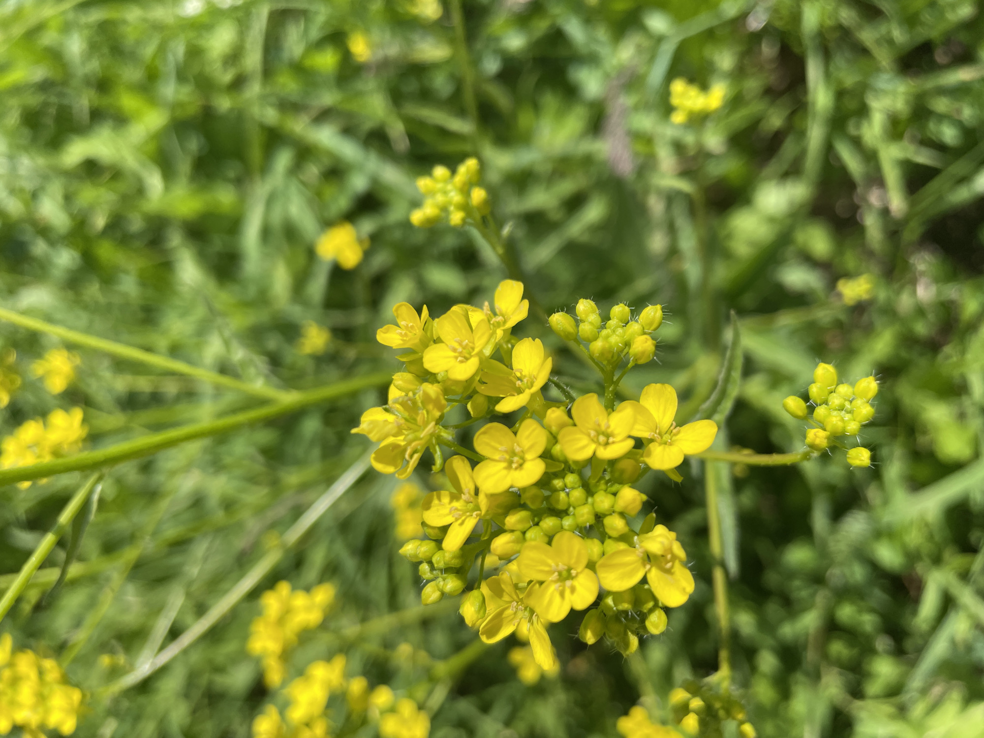 This is a close-up, eye-level, vertical, outdoor, natural light photograph of a cluster of small yellow flowers with green buds and stems, set against a blurred green background of foliage. The flowers are in focus in the foreground, with some appearing fully bloomed and others in bud. The background foliage suggests a natural environment. The image does not depict any people, structures, or identifiable landmarks within the city of Терволово, Russia.