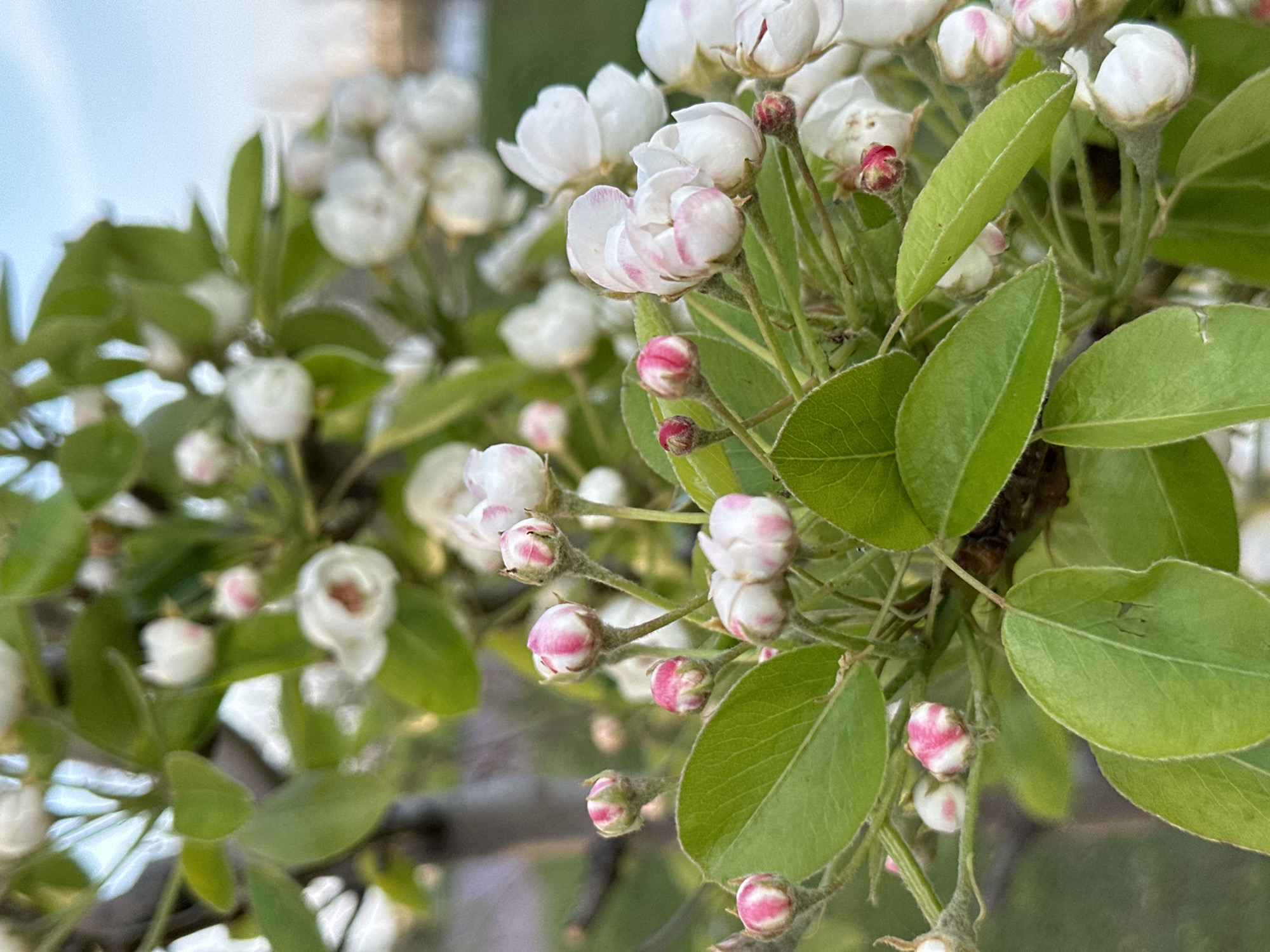 The image depicts a close-up of a flowering tree branch. The flowers are predominantly white with some buds displaying a pinkish hue. Green leaves are interspersed among the blossoms. The background is blurry, suggesting a shallow depth of field. No people or buildings are visible. The image suggests a natural outdoor setting. There is no verifiable information to suggest it was taken in Rostov-on-Don, Russia, or any other specific location.