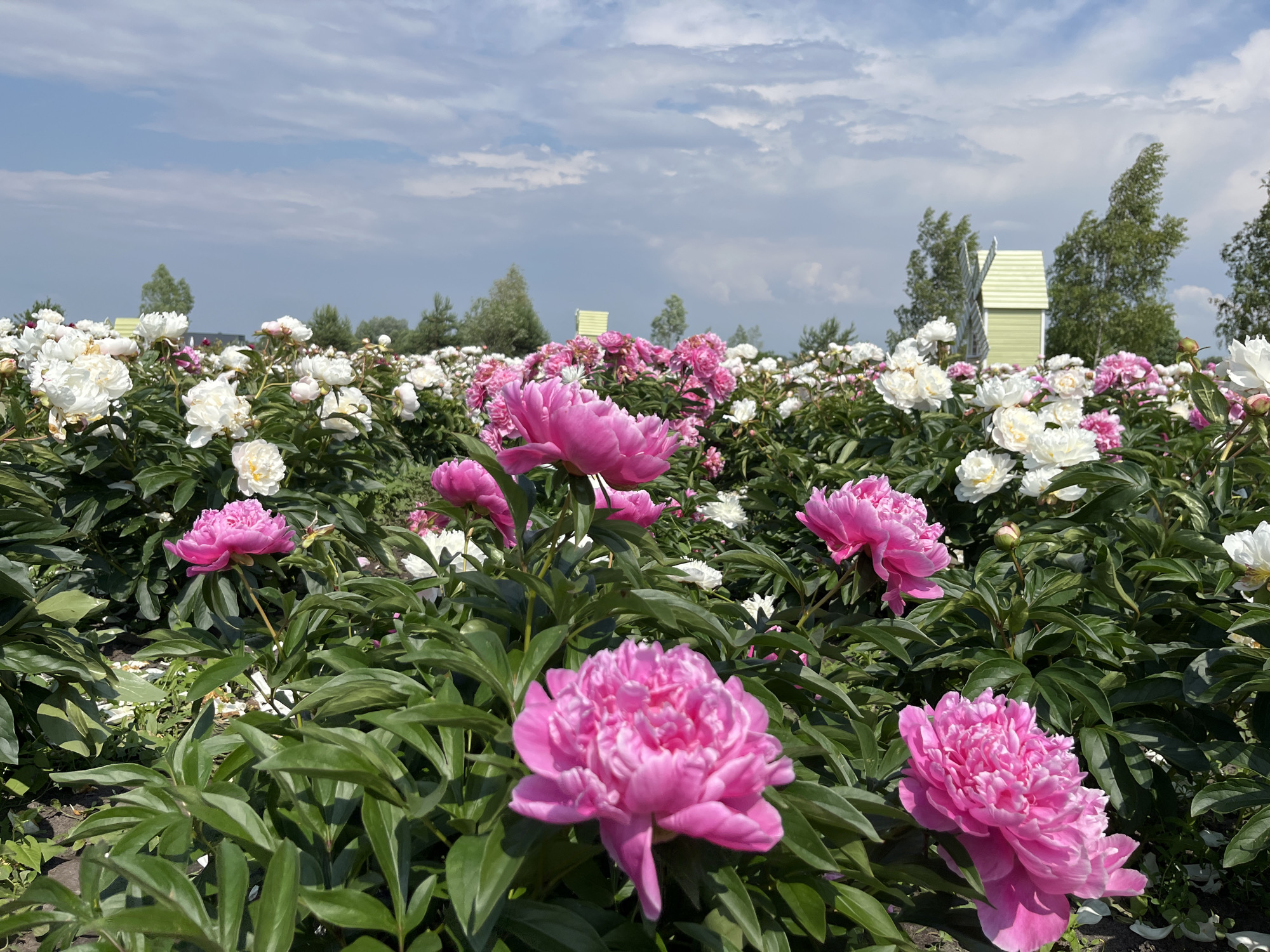 An outdoor medium shot shows a field of pink and white peonies under a partly cloudy blue sky in Severynivka, Ukraine. In the foreground, several large, vibrant pink peonies are in full bloom, their petals densely packed and slightly ruffled. The surrounding foliage is a rich, deep green, with lush, broad leaves. In the midground, the field continues with a dense expanse of both pink and white peonies, creating a colorful tapestry. In the background, two light green, stylized windmill-like structures are visible amidst scattered trees. The overall scene depicts a cultivated peony field on a sunny day.