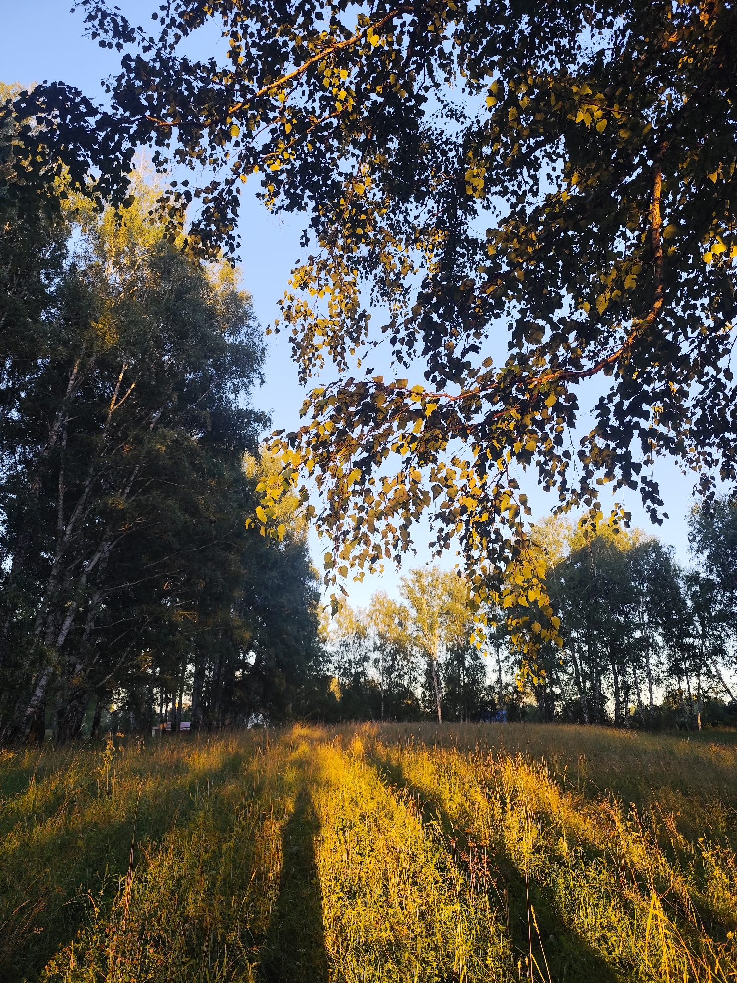This is a vertical, medium-shot photograph of a sunlit meadow with trees in the background. The foreground is dominated by tall, dry grass illuminated by the golden light of the setting sun, casting long shadows across the field. Two distinct human-shaped shadows are visible in the grass, suggesting the presence of two individuals who are not directly captured in the frame.
In the middle ground, a line of trees runs horizontally across the image. To the left, a tall birch tree with distinctive white bark and dark markings is prominent, its branches reaching upwards. To the right of the birch, other trees, some appearing to be birch and others darker evergreen varieties, form a dense backdrop. The leaves on some of these trees are illuminated by the sunlight, appearing golden.
The background consists of a clear, light blue sky. Overhanging the scene from the top of the frame are the branches and leaves of a tree, possibly the same birch from the middle ground, or a different one. These leaves are dark green, but some are catching the sunlight and appear golden or yellow.
The overall impression is one of a serene, natural landscape bathed in the warm glow of late afternoon or early evening sun. The location is the village of Barlaksky, Russia.
