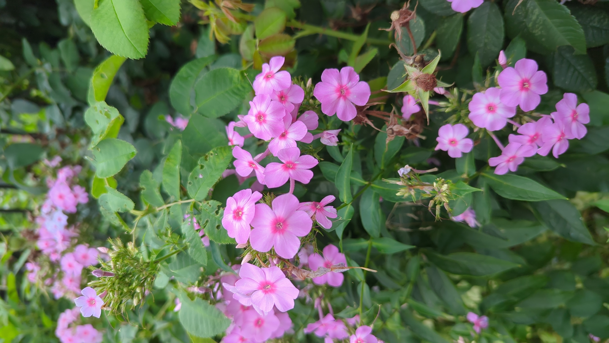 The image shows a close-up view of a cluster of pink phlox flowers in full bloom, interspersed with lush green foliage. The flowers are delicate, with five petals each and a darker pink center. Some of the flowers are fully open, revealing their intricate centers, while others are still in bud or partially open. The leaves are a vibrant green, with some showing signs of wear and tear, such as small holes. The background is a blur of green and hints of other colors, suggesting a garden setting. The lighting suggests it is daytime, possibly overcast as there are no harsh shadows. There are no people or animals visible in the image. The scene is a natural one, focusing solely on the beauty of the flowers and plant life.
This image was taken in Montreal, Canada, specifically in the Rosemont–La Petite-Patrie borough, at the Parc de la Petite-Patrie. The phlox flowers are planted in a public garden within the park, a common sight during the summer months. The greenery and the presence of other plants in the background, along with the natural lighting, are consistent with an outdoor urban park environment.