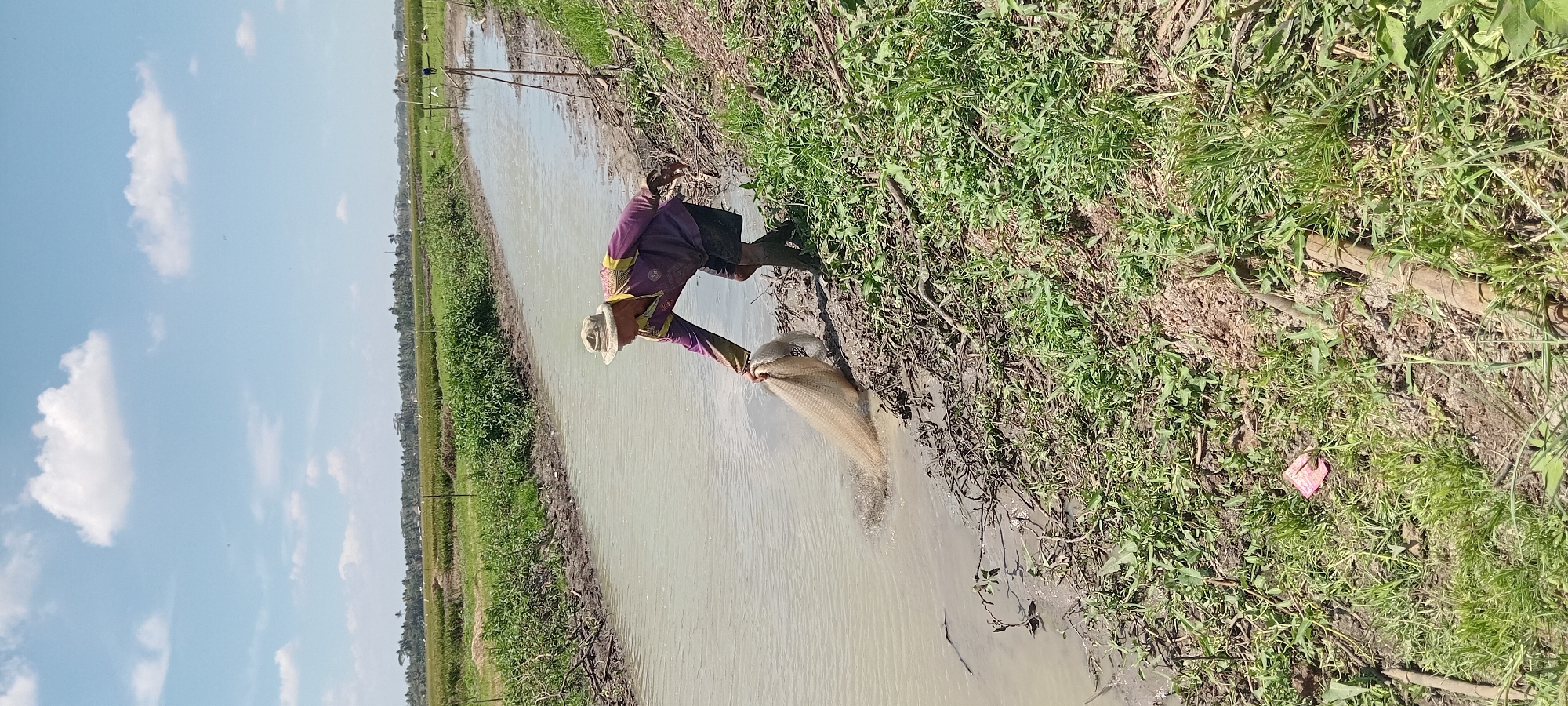 In Paledah, Indonesia, a person wearing a wide-brimmed hat, a purple long-sleeved shirt with yellow and white trim, and dark shorts is fishing in a narrow, muddy canal. The individual is holding a white fishing net, partially submerged in the murky water, with their right hand. The canal banks are overgrown with green vegetation and scattered debris. In the background, a vast expanse of rice fields stretches towards a tree line under a bright blue sky dotted with white clouds. The overall scene depicts a rural fishing activity in a cultivated landscape.