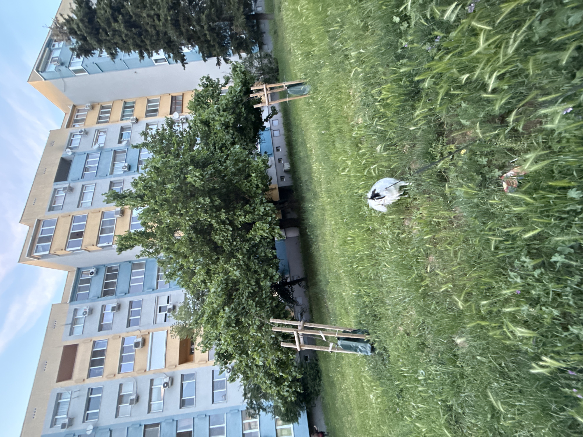 The image depicts a residential area in Stara Zagora, Bulgaria. A tall apartment building with a mix of tan and blue-colored facades is visible on the left side of the frame. A large tree partially obscures the building. In the foreground, there is a grassy area with tall grass and weeds. A small tree is protected by a wooden frame and a plastic bag. Litter, including a white plastic bag and other debris, is scattered on the grass. The photo is taken at a slightly oblique angle.