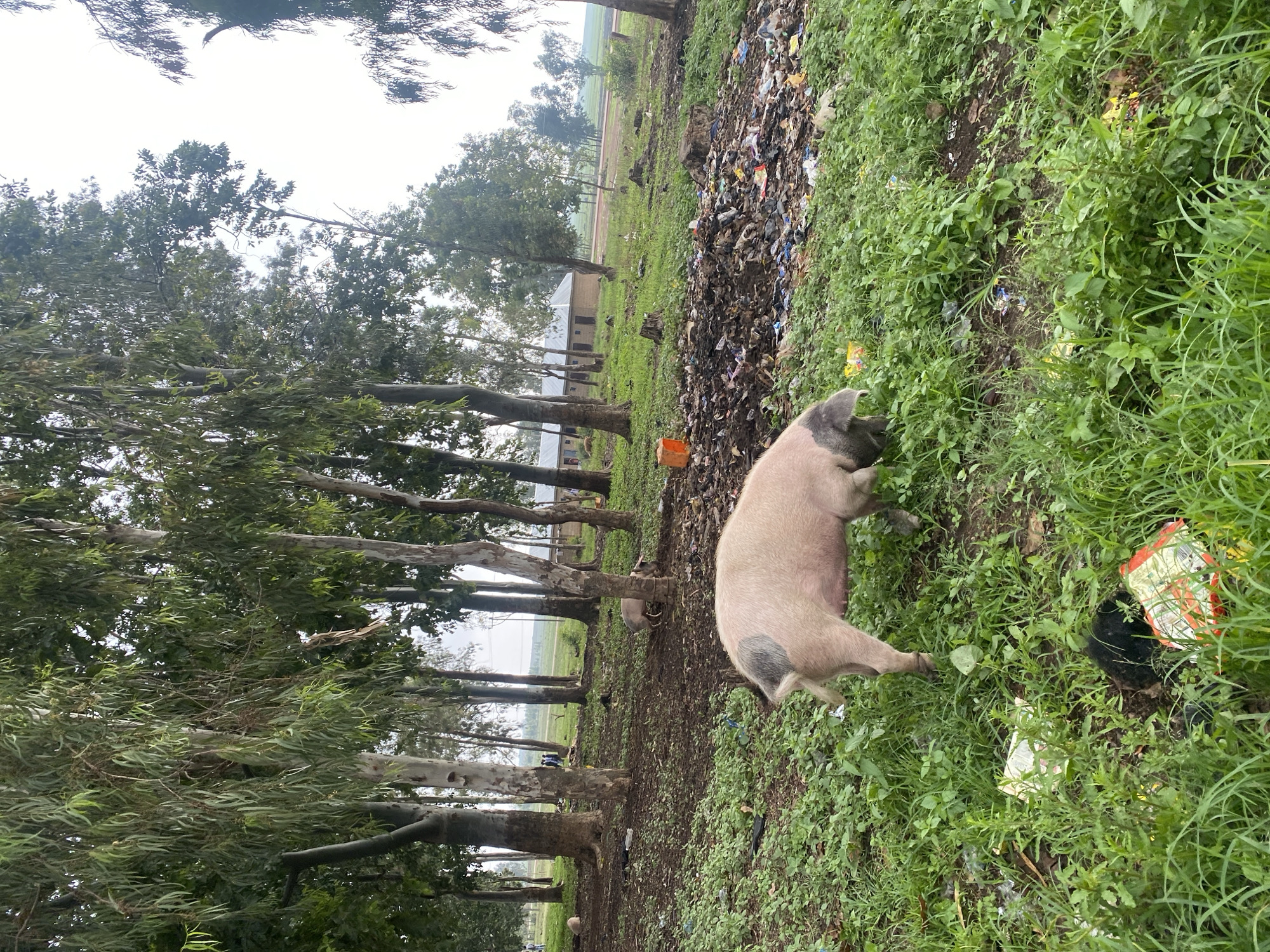 The image depicts a rural scene in Durimi, Nigeria. A pink and grey pig forages in a grassy area littered with trash and debris. In the background, a row of tall, thin trees lines the landscape, leading towards a structure resembling a small building. The overall environment suggests a rural or semi-rural setting with signs of human impact through littering. There are no visible people.