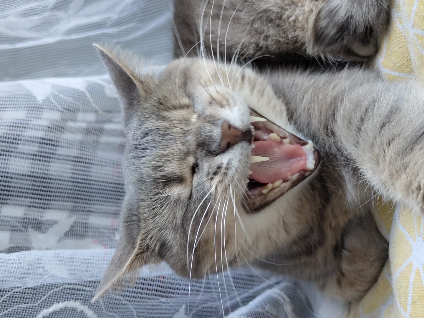A close-up, head-on shot shows a grey tabby cat yawning widely. The cat's mouth is open, revealing its tongue and sharp teeth. Its eyes are closed, and its whiskers are spread wide. The background is a blurred curtain, and the cat is lying on a yellow and white patterned surface. The image is taken from a slightly low angle, with the cat's head filling most of the frame.