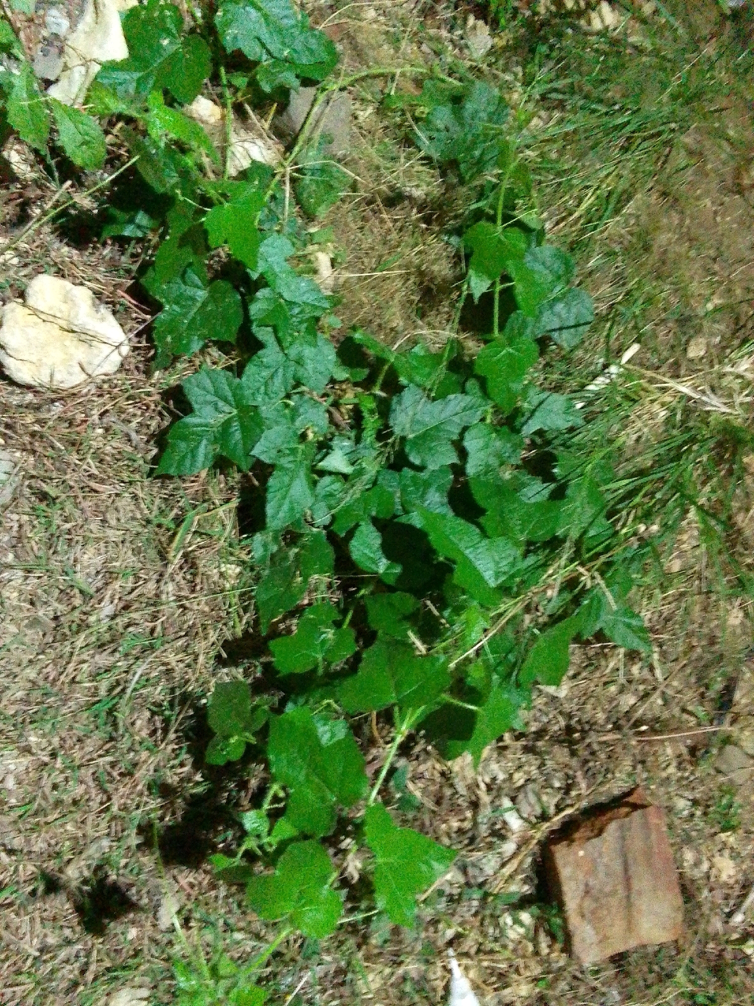 The image shows a low-angle, outdoor shot of a patch of green leafy vegetation growing among dry grass, pebbles, and a single, weathered brick in what appears to be an unkempt urban or peri-urban area. The vegetation consists of several vines with broad, lobed green leaves, some of which are curled or partially obscured. The ground is a mixture of dry, straw-like grass and small, light-colored pebbles. A rusty-brown brick lies on the ground in the lower right quadrant of the image. The lighting suggests it is nighttime or a heavily shaded area, with some areas of the vegetation casting shadows. The location is identified as being in the city of Trenggalek, Indonesia.
