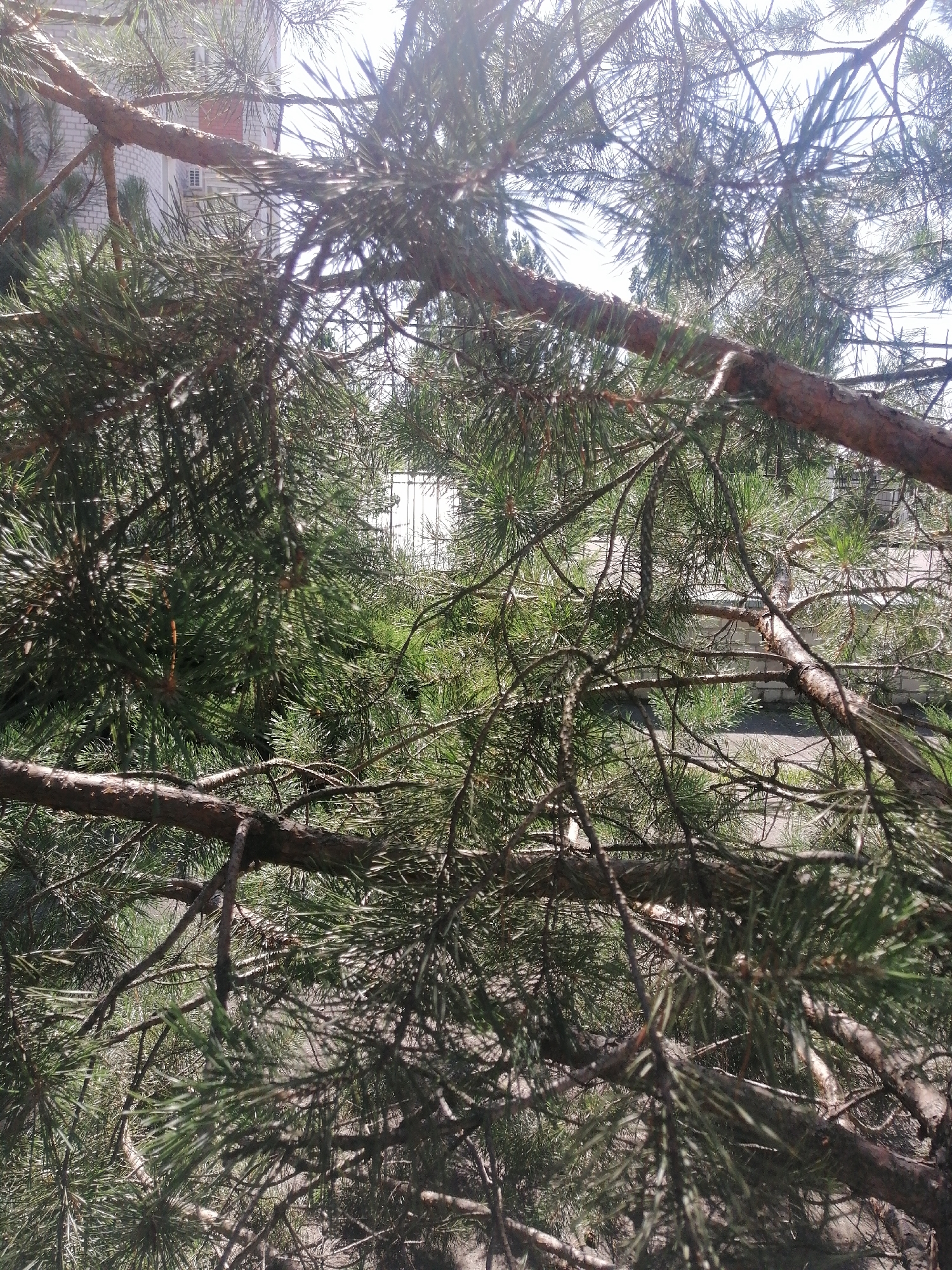 This image is a close-up view of pine tree branches and needles. The foreground is dominated by the textured bark and green needles of the pine tree, with several thick branches crisscrossing the frame. In the background, a light-colored brick building is visible, possibly an apartment complex, with a window and an air conditioning unit. The sky is bright and appears overcast or hazy, casting a diffused light on the scene. The ground is not clearly visible, but appears to be a paved surface. The scene is likely located outdoors, potentially in a residential area or park. There are no people or animals visible in the image. The location in the city of Kremenchuk, Ukraine is not visually evident from the image itself, but is provided as contextual information.
