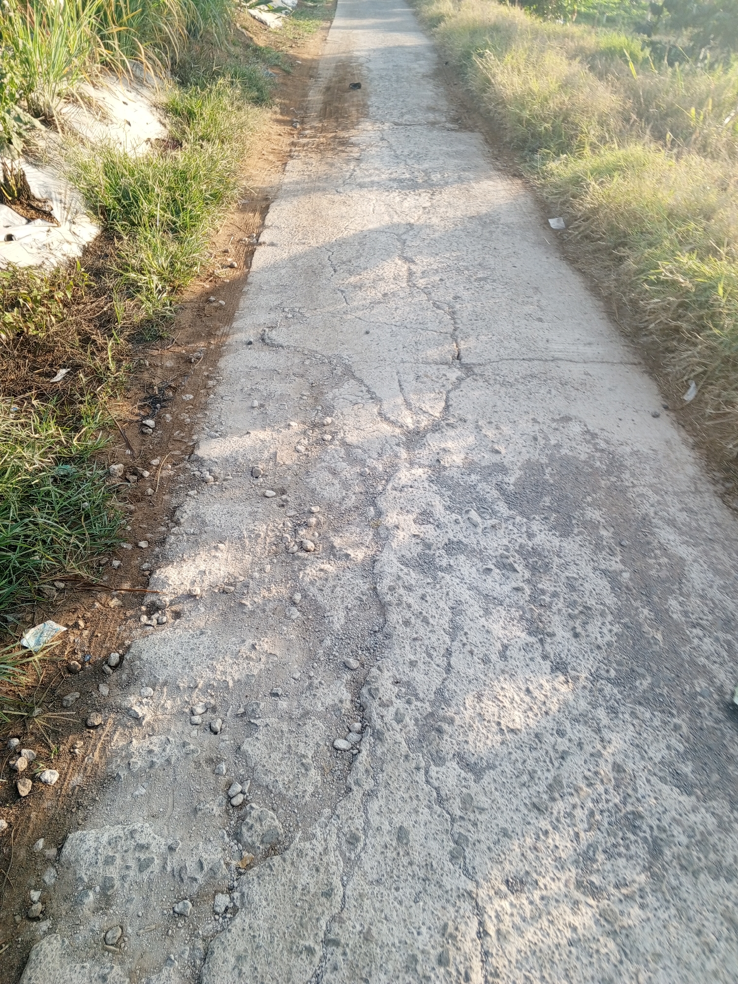 The image shows a cracked asphalt road bordered by dry grass and vegetation. The road is an empty path leading into the distance. The scene appears to be in a rural or semi-rural area, with sunlight casting shadows on the road. The environment is natural, with no signs of human activity beyond the road itself. The image was captured in Pelwehera, Sri Lanka.