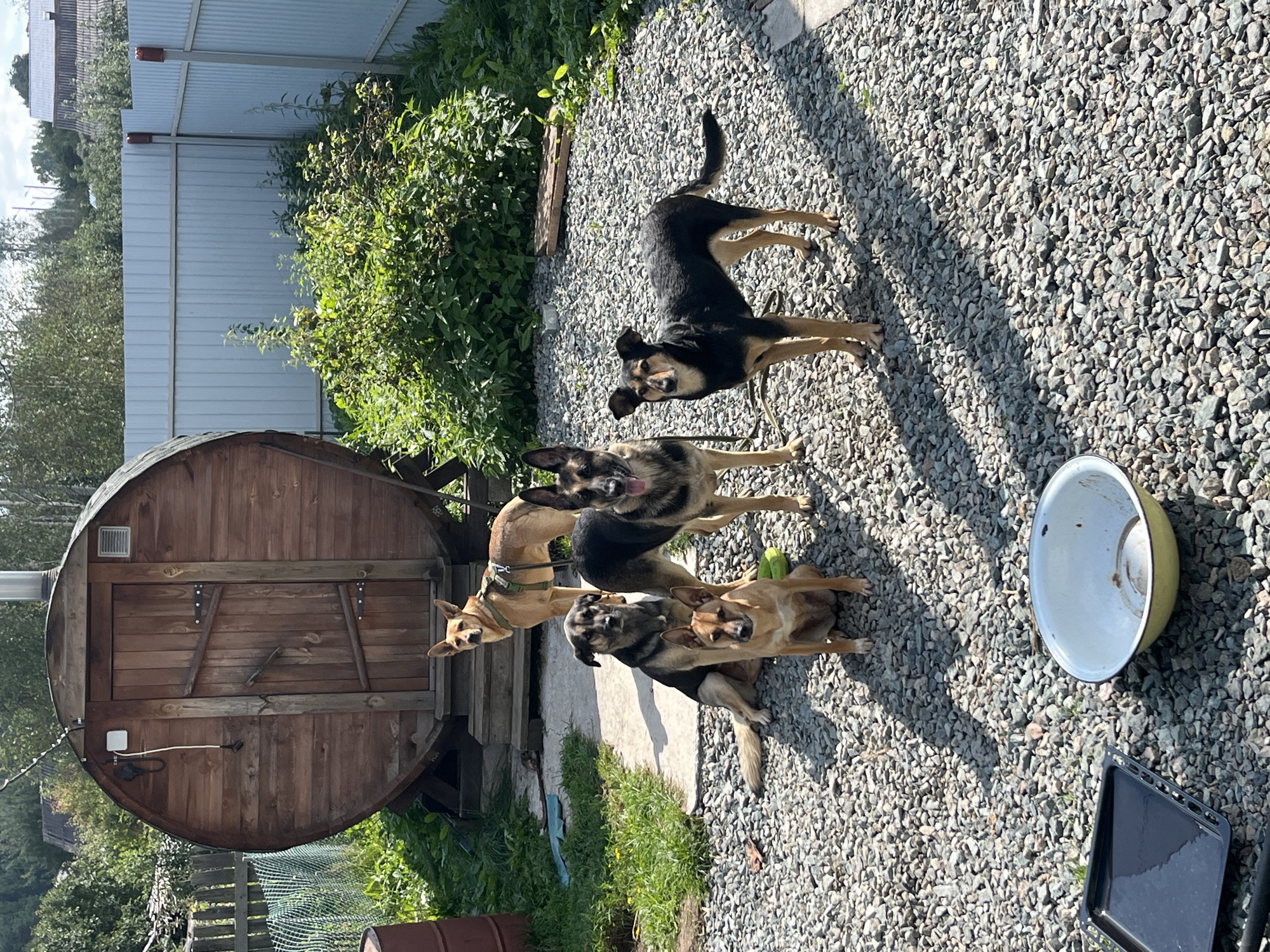 A group of five dogs are in a yard with a gravel surface. In the background, a wooden barrel-shaped structure, likely a sauna or bathhouse, stands near a light-colored metal fence. Green bushes and trees are visible behind the fence. One dog, a tan shepherd mix, is standing near the entrance of the wooden structure, wearing a harness. Another tan shepherd mix sits in front of a darker, medium-sized dog, which is sitting. A German Shepherd stands to the right of the seated dogs, and a black and tan dog stands to the far right. In the foreground, a baking sheet and a large white and yellow bowl are on the gravel. The scene appears to be a residential backyard in a rural or semi-rural area.