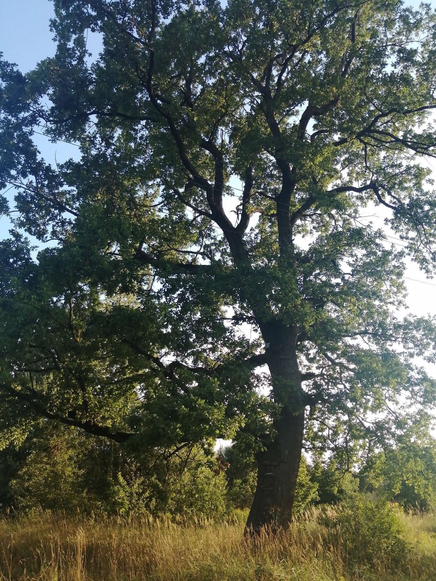 A mature oak tree with a thick, gnarled trunk stands in a grassy field. The tree's branches, covered in lush green leaves, extend widely, creating a dense canopy against a clear blue sky. The lower part of the trunk displays evidence of artificial markings, possibly from a ladder or climbing aids. The surrounding field is filled with dry, golden grass and various green bushes. In the background, more foliage and trees suggest a rural or park-like setting. The scene captures a natural environment on a bright, sunny day. This location is identified as the area near the Slonim Evangelical Lutheran Church in Slonim, Belarus.