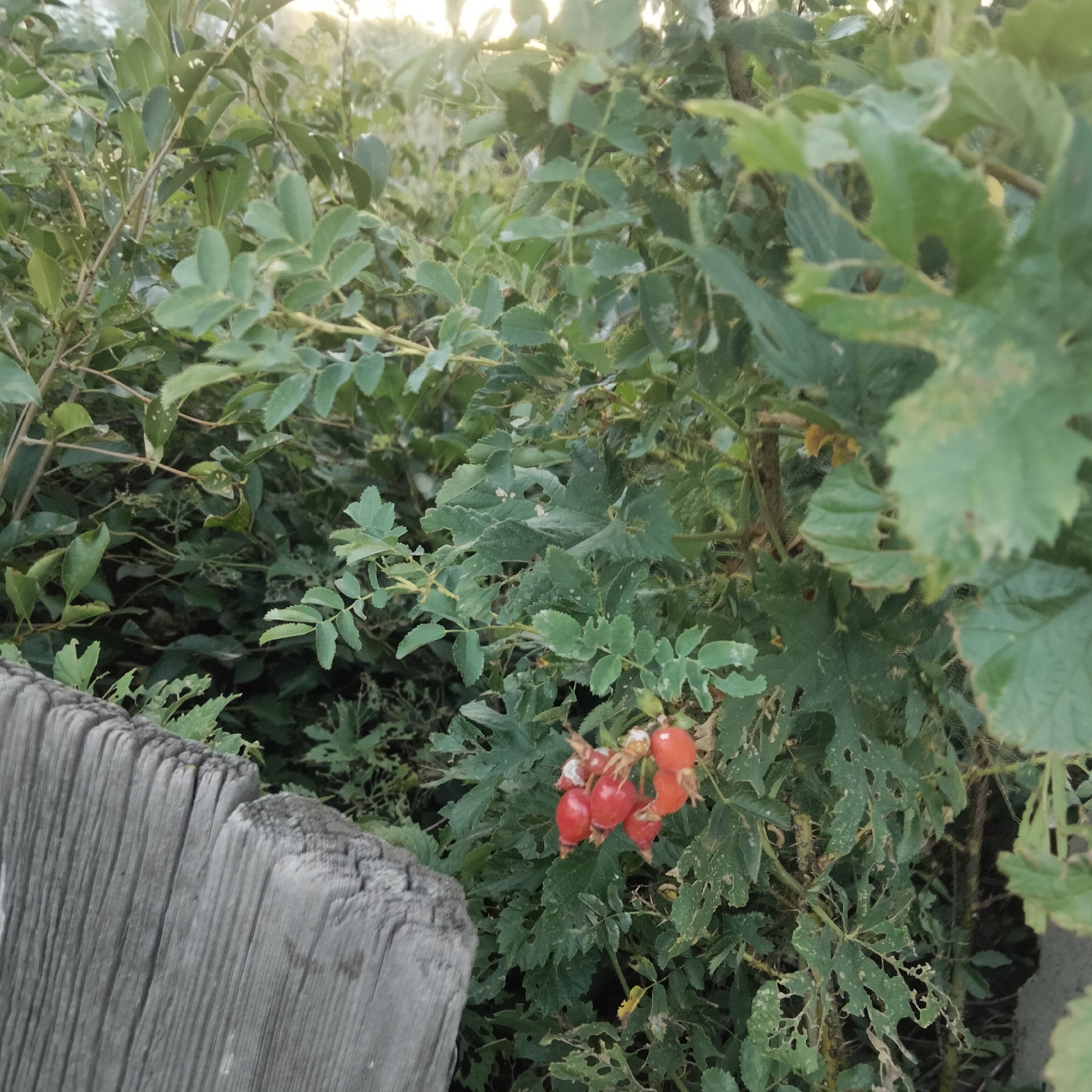In the city of Unknown, Unknown, a cluster of bright red rose hips hangs from a thorny branch amidst lush green foliage. To the left of the frame, a weathered wooden fence post, with its grain clearly visible, stands prominently. The background is filled with dense greenery, with hints of sunlight filtering through from the upper portion of the image. The leaves on the plants exhibit signs of damage, with some showing holes and chewed edges, suggesting the presence of insects or other wildlife. The scene appears to be outdoors, possibly in a garden or natural setting.