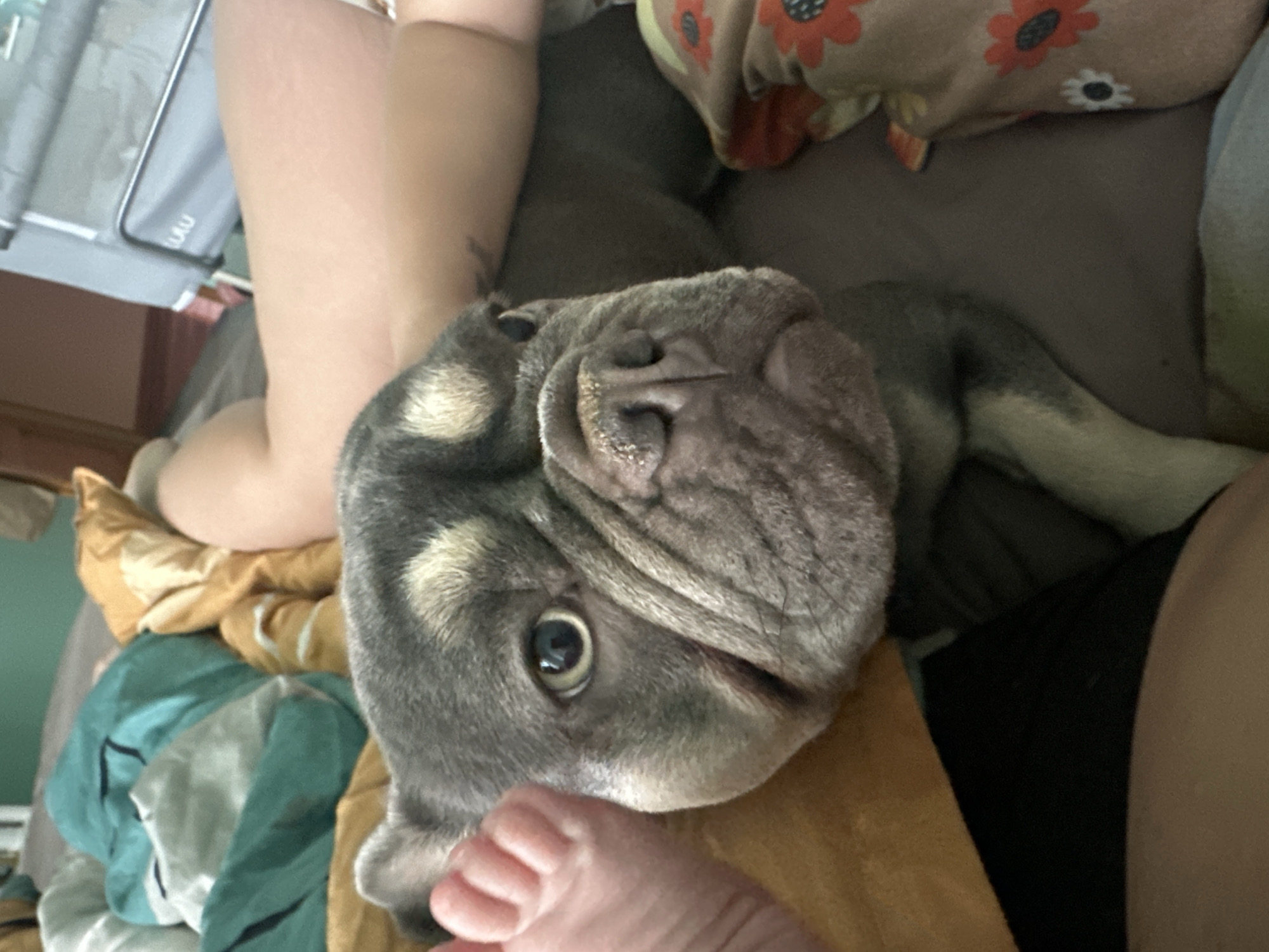 A gray and tan French bulldog is lying on a bed next to a person. The dog's head is in the foreground, and its body extends to the right. The person's arm and leg are visible on the right side of the image. The bed is covered in blankets and pillows, including one with a floral pattern. A baby crib can be seen in the background on the right. The room appears to be indoors, possibly a bedroom.
