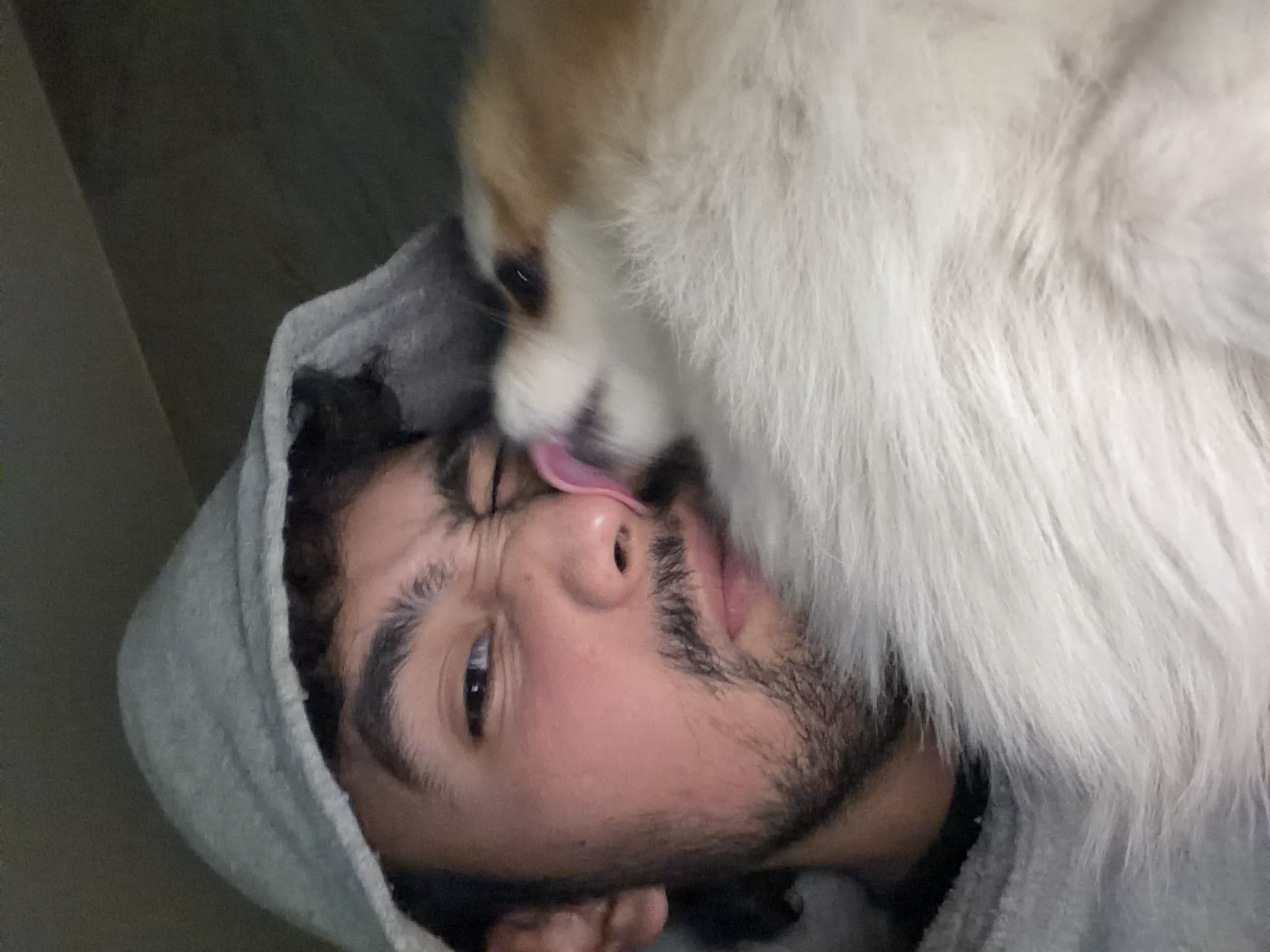 A light-skinned man wearing a gray hooded sweatshirt is lying on his back. A dog is licking the man's face. The dog is mostly white with tan fur on the top of its head. The man's eyes are open. The location is unknown.