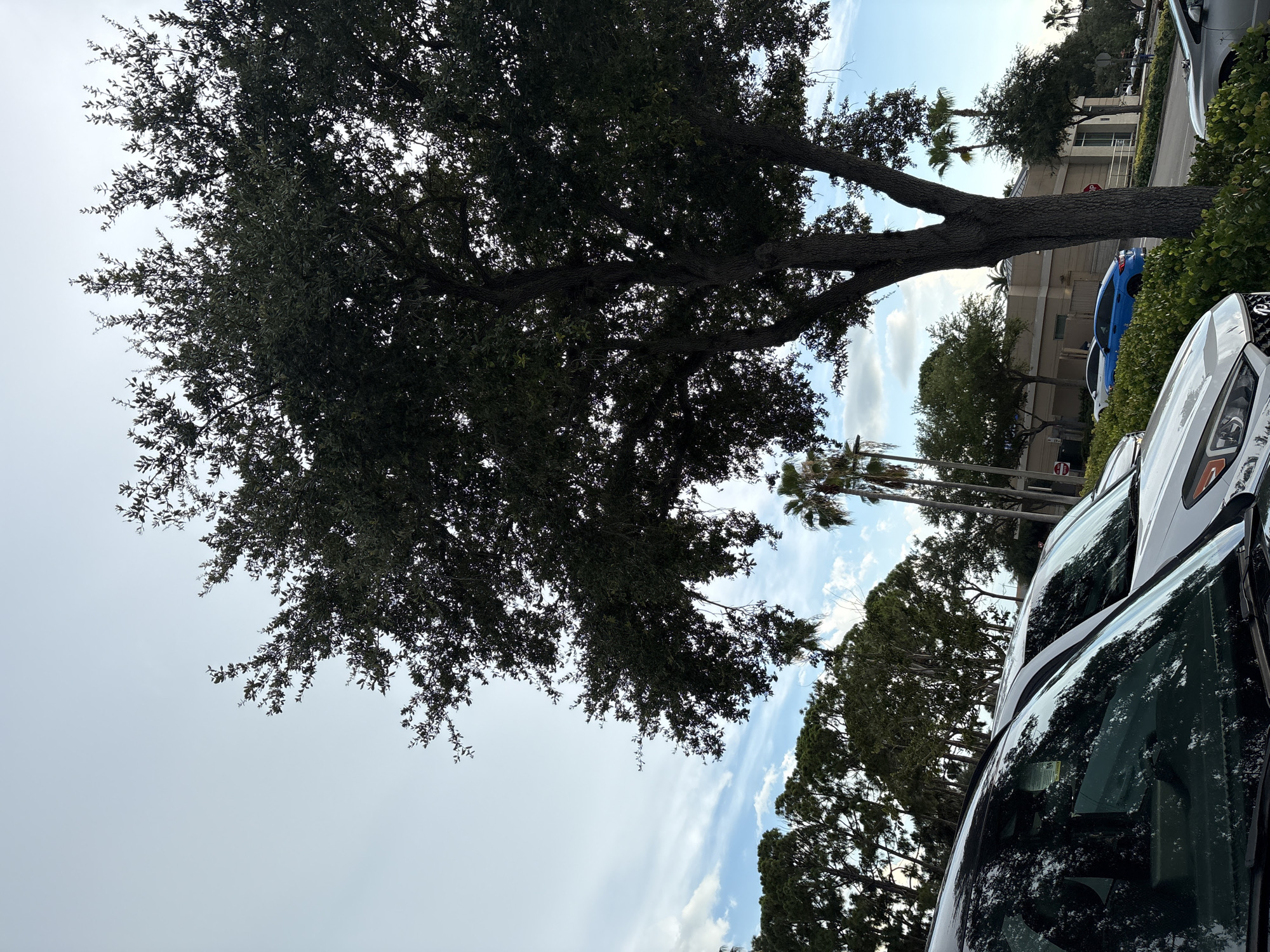The image shows a parking lot in South Venice, Florida. In the foreground, the reflections of trees and the sky are visible on the windshields of parked cars. A large oak tree with dark green leaves dominates the center of the frame, its thick branches extending upwards. Behind the tree, several other trees and palm trees can be seen. In the background, there is a light-colored building with a beige facade and a striped awning. A blue car is parked on the right side of the image. The sky is partially cloudy with patches of blue. The scene appears to be a typical daytime view of a commercial area.