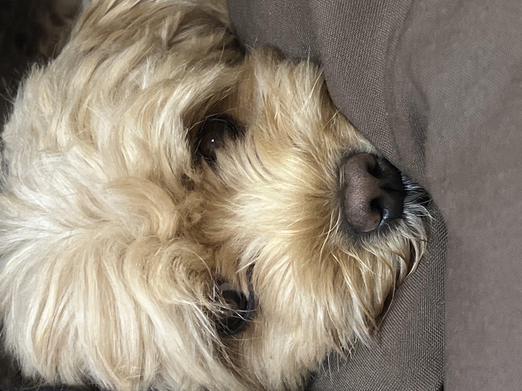 An extreme close-up of a light brown dog's face is shown. The dog's head is resting on a brown textured surface, which appears to be a blanket or cushion. The dog's fur is light brown and somewhat shaggy, with strands of lighter blonde mixed in. The dog's eyes are dark brown and partially obscured by its fur. The dog's nose is dark brown and appears wet. Whiskers are visible around the muzzle. The lighting is soft and diffused, creating a warm and cozy atmosphere. The image is cropped very tightly, focusing on the dog's facial features. There is no indication of the city of Unknown, Russia, in the image.