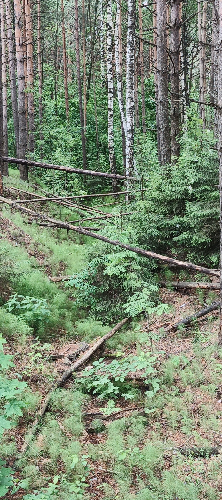 The image depicts a dense, mixed forest environment, attributed to the city of Chaikovsky, Russia. The scene is dominated by numerous vertical tree trunks, primarily conifers, identifiable by their straight, textured, brown-grey bark. Interspersed among these are several slender birch trees, distinguished by their characteristic white bark with dark markings. The forest floor slopes downwards from the background towards the foreground.
Across the mid-ground, several weathered tree trunks and substantial branches lie horizontally and diagonally, forming a natural barrier or an area of fallen timber. These logs are devoid of foliage.
The undergrowth is lush and green, featuring a variety of plant life. Numerous small, dense evergreen saplings, consistent with young spruces or firs, are scattered across the mid-to-lower right portion of the image. The ground is extensively covered by a fine, feathery, light green plant, resembling horsetail or a dense moss, particularly prominent on the sloped areas in the lower left and central portions. Other broader-leaved plants and ferns are also present, mixed with patches of exposed soil and decaying organic matter.
Natural, diffused light illuminates the scene, suggesting an overcast sky or dense canopy cover. No individuals, animals, or man-made objects are visible within the frame. The overall impression is that of an undisturbed, natural forest landscape.