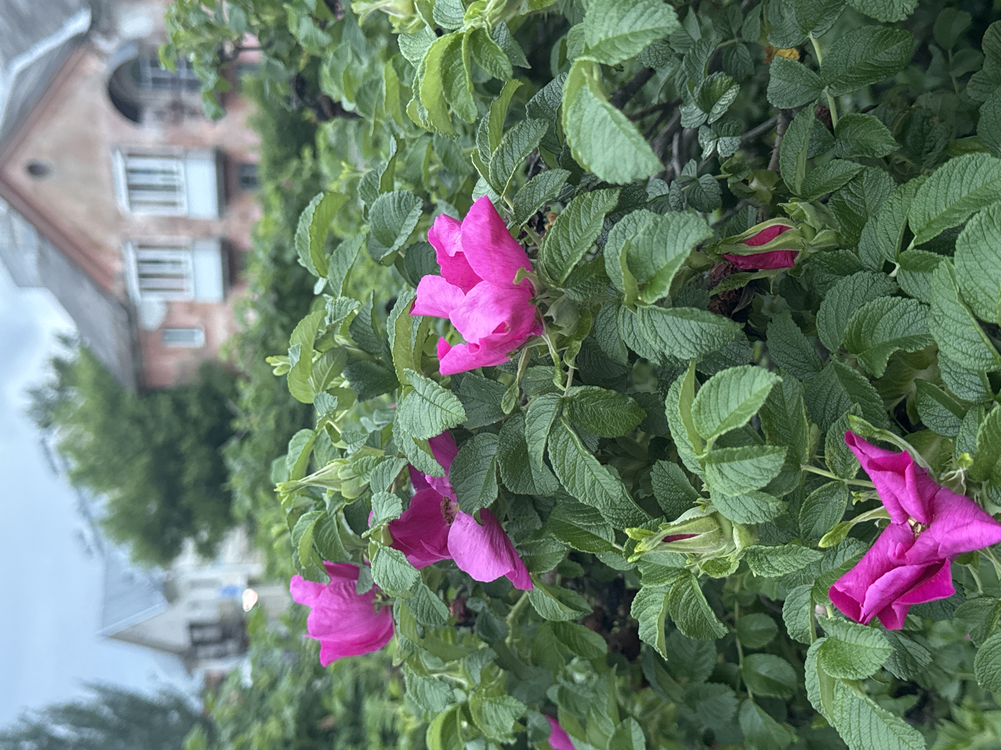 The image depicts a close-up of a lush green shrub adorned with several vibrant pink flowers, possibly wild roses or a similar species. In the blurred background, parts of buildings are visible. Based on architectural style, the location is likely in Perm, Russia. The buildings appear to be residential with multiple stories and windows. The overall scene conveys an urban environment intertwined with nature. The weather appears overcast.