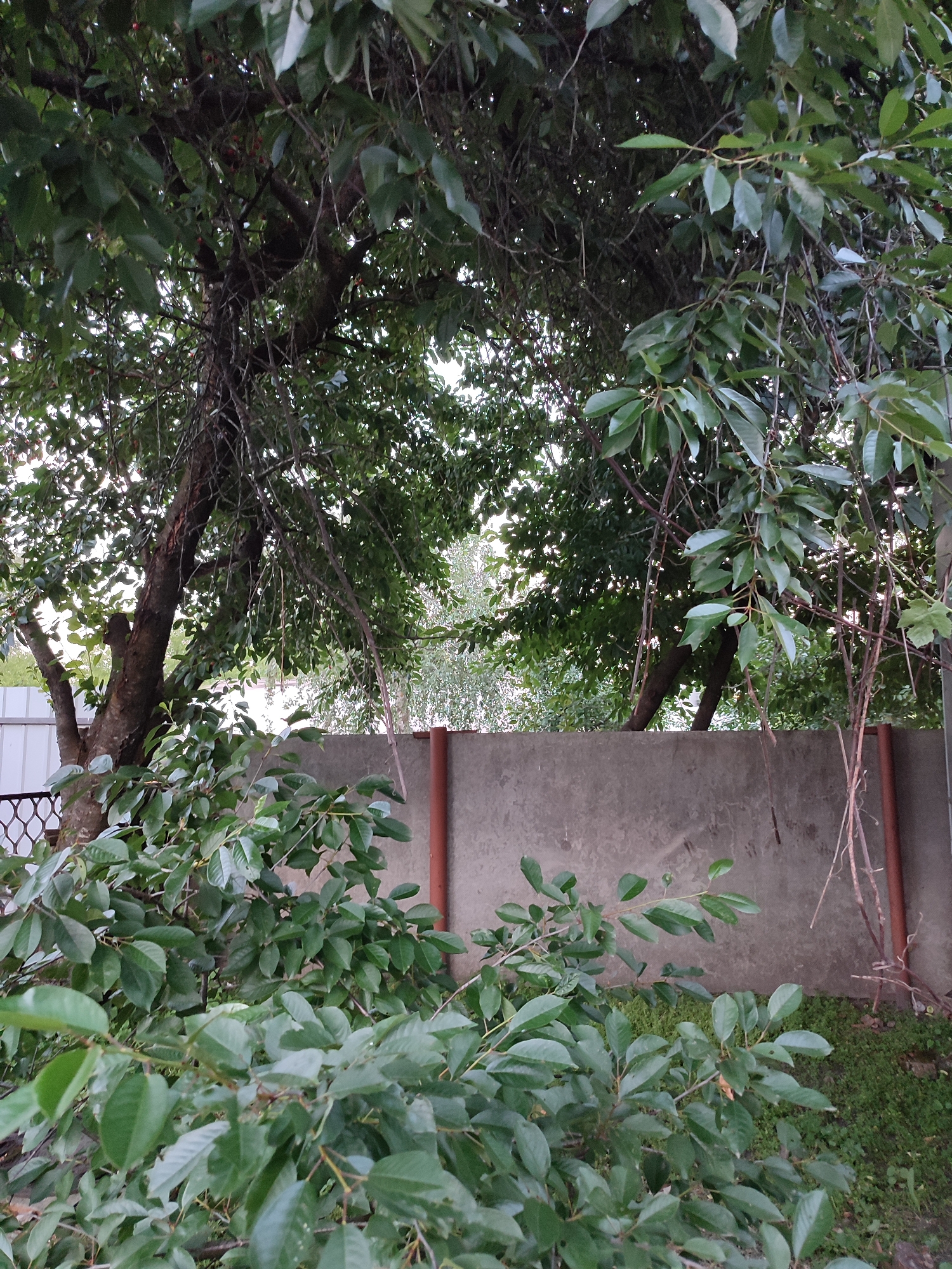 The image depicts an outdoor scene, likely a residential backyard, in Shyshaky, Ukraine. The foreground is dominated by lush green foliage from a tree or bush, with its branches and leaves filling the lower half of the frame. Behind this greenery, a weathered concrete wall runs horizontally across the middle of the image, acting as a barrier. The wall is supported by reddish-brown cylindrical posts. Above the wall, the trunk and branches of a mature tree are visible, heavily laden with dense green leaves that obscure much of the background. The upper portion of the image shows a bright sky peeking through the canopy of the tree. To the left of the concrete wall, a portion of a white fence with an ornate metal railing is visible. The ground beneath the concrete wall is covered in short, green grass. The overall impression is one of a garden or yard setting, possibly in the late afternoon or early evening given the lighting. There are no people or animals present in the image.