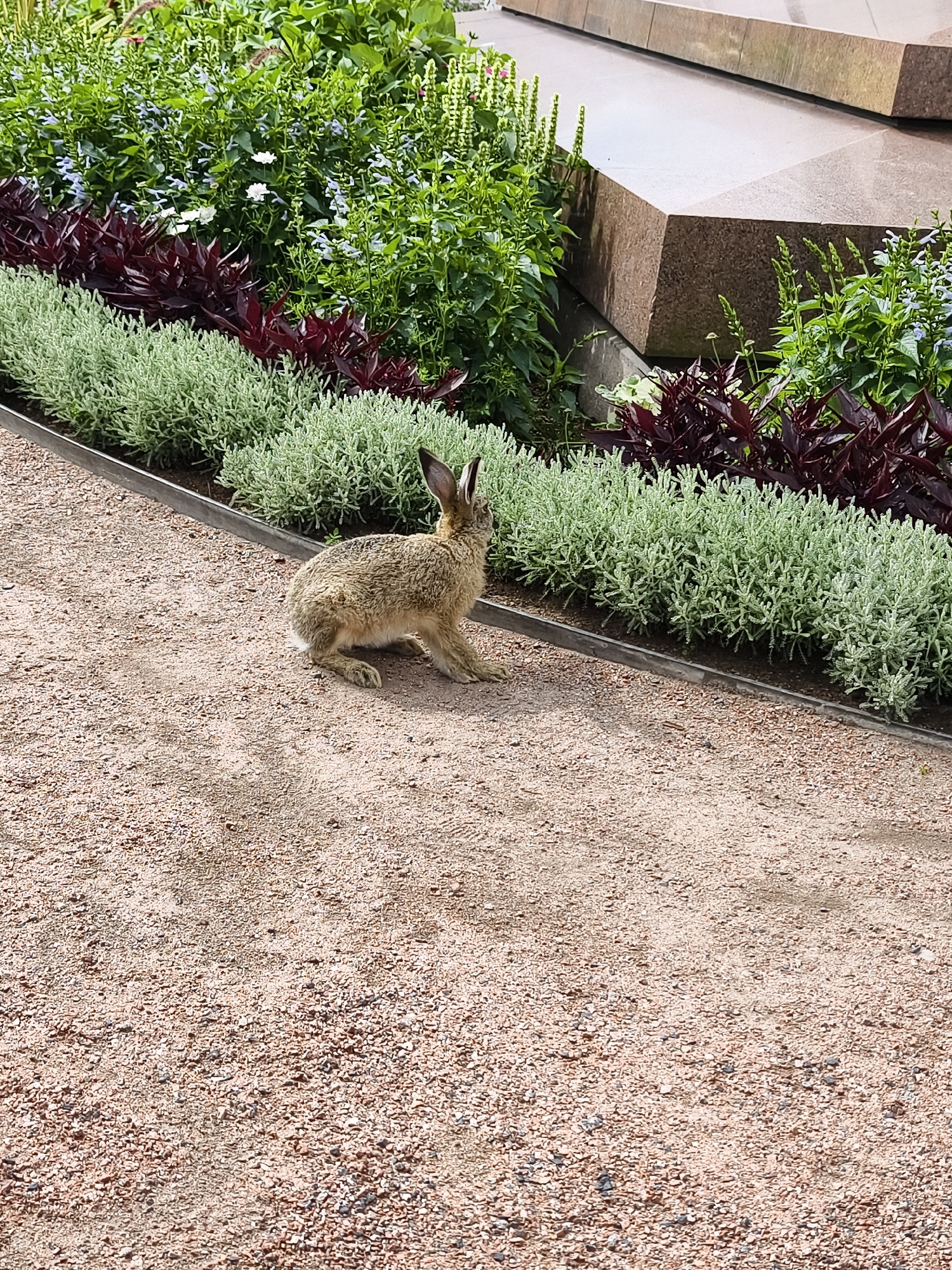 A rabbit is sitting on a gravel path next to a garden bed. The garden bed contains several types of plants, including green leafy plants, purple plants, and small white flowers. In the background, there are large stone structures. The scene appears to be outdoors in an urban or park-like setting. The image's metadata indicates it was taken in Helsinki, Finland.