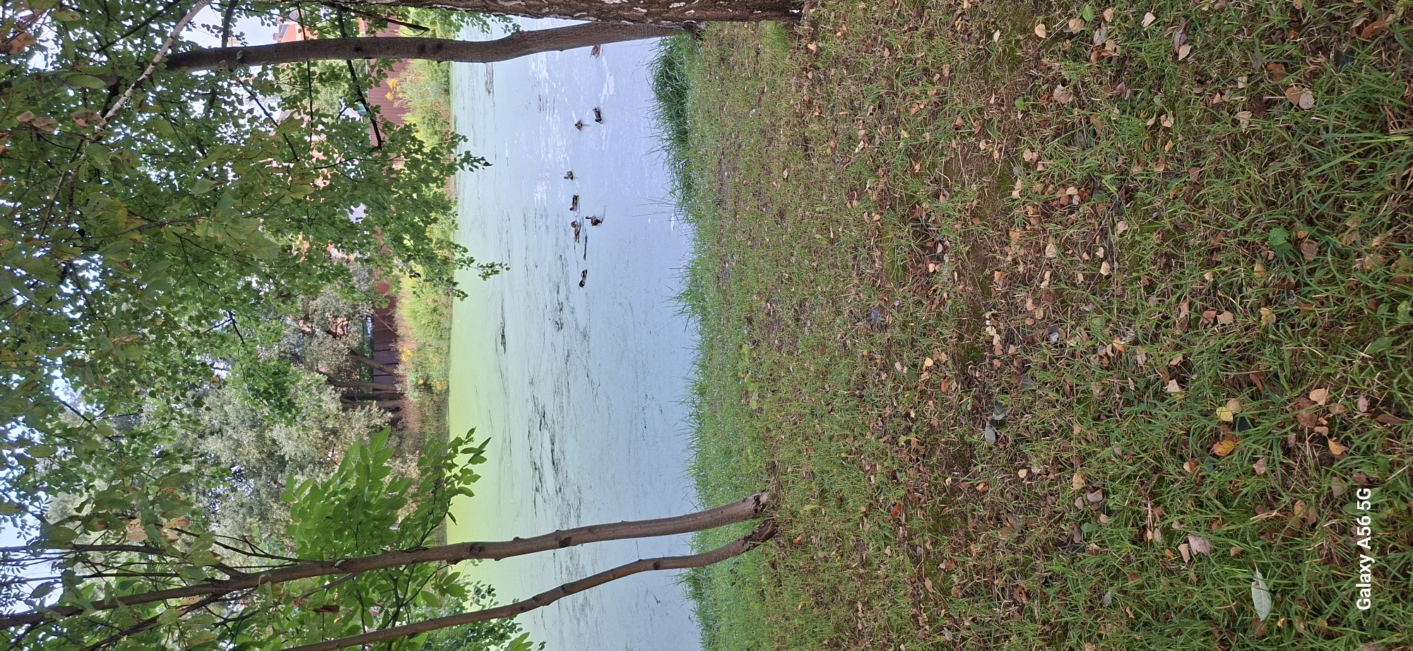 In the city of Kommunarka, Russia, this image captures a serene natural scene. In the foreground, a grassy area dotted with fallen leaves leads to a tranquil pond. The pond's surface is covered with a vibrant green algae bloom, creating an almost surreal texture. Several ducks are visible on the water, swimming gracefully amidst the algae. Tall trees with lush green foliage frame the pond, casting dappled shadows and contributing to the overall peaceful ambiance. The background reveals more trees and hints of urban structures, suggesting the pond is situated within or near a developed area. The lighting indicates it is daytime, possibly late afternoon, given the soft light and shadows.