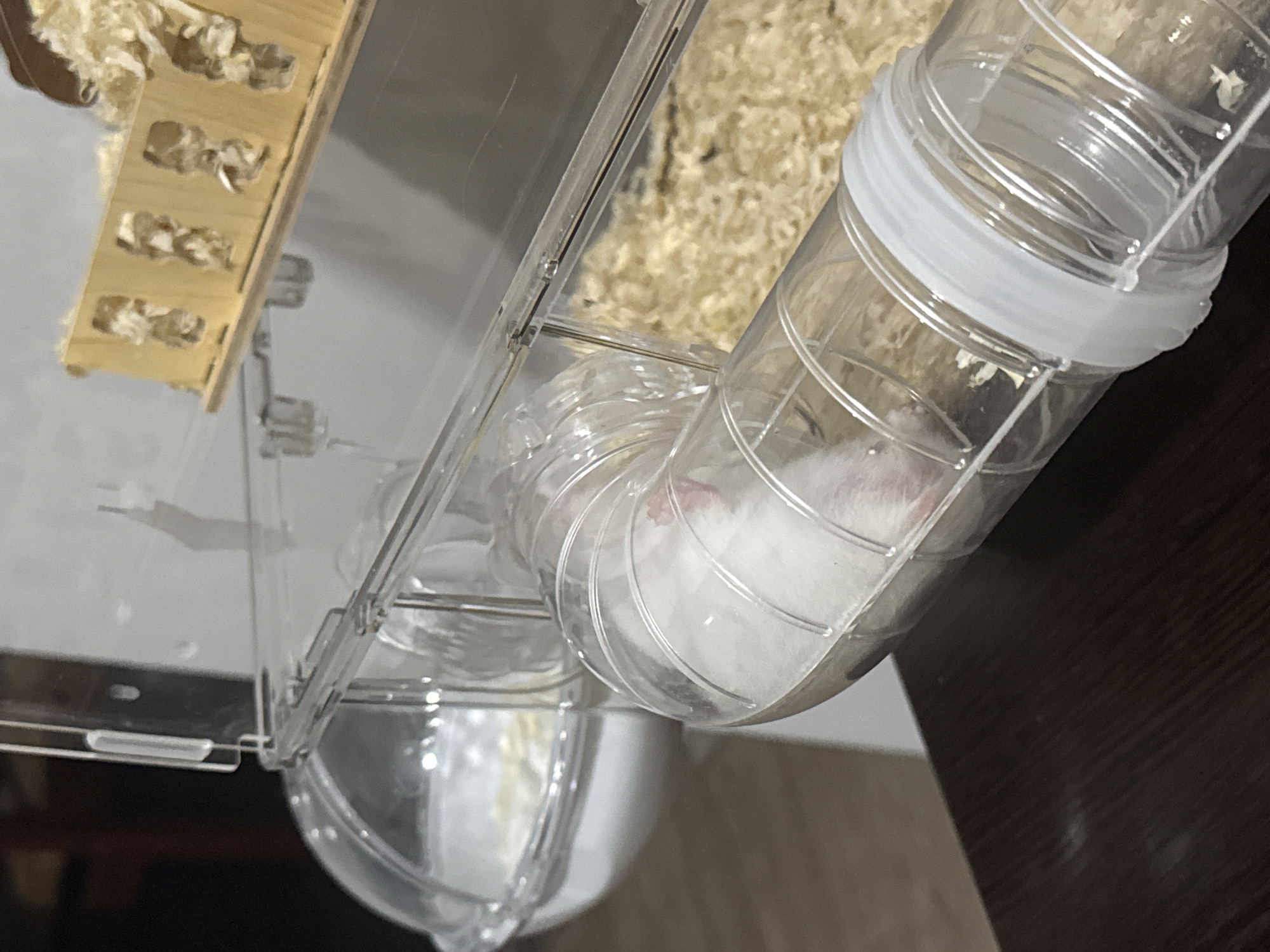 A white hamster is partially visible in a clear plastic tube in Vostok, Kyrgyzstan. The hamster is peeking out of the tube, and only its head and part of its body are visible. The tube is connected to a clear plastic enclosure filled with wood shavings. There is also a wooden structure with cutouts inside the enclosure. The scene appears to be indoors, with a dark wooden surface in the foreground.