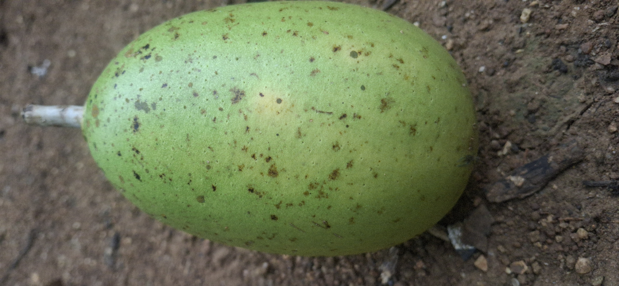 A close-up, eye-level photograph shows a single, oval-shaped fruit resting on brown soil. The fruit is predominantly light green, suggesting it is unripe, and measures approximately twice as long as it is wide. Its skin features numerous small, dark brown or black specks and blemishes, with a faint lighter green or yellowish tint in one area. A short, whitish-light brown stem, appearing to be broken or cut, protrudes from one end of the fruit.
The ground beneath and around the fruit consists of dry, dark brown earth, mixed with small pebbles, sand, and scattered organic debris like dried leaves and small twigs. The lighting indicates it is daytime. The scene suggests an outdoor, natural setting, possibly a garden or field in Vallecito, Venezuela. No people, specific activities, or visible text are present in the image.