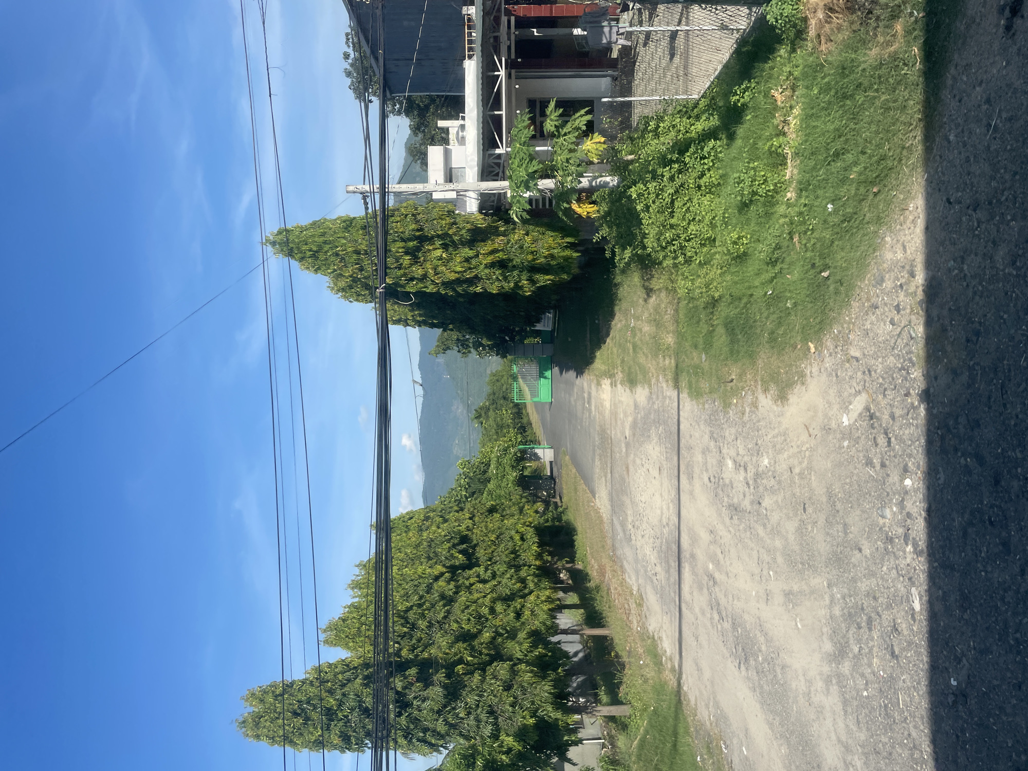 A sun-drenched, rural-feeling lane in Tay Nha Trang Ward, Vietnam, stretches into the distance under a bright blue sky dotted with wispy clouds. Tall, slender evergreen trees line both sides of the unpaved road, casting shadows on its surface. On the right, a white and red building with a covered patio is visible, partially obscured by lush green foliage and a papaya tree. A green metal gate stands at the end of the lane, hinting at further properties beyond. The environment is verdant and appears to be a semi-rural or suburban area. There are no people visible in the image.