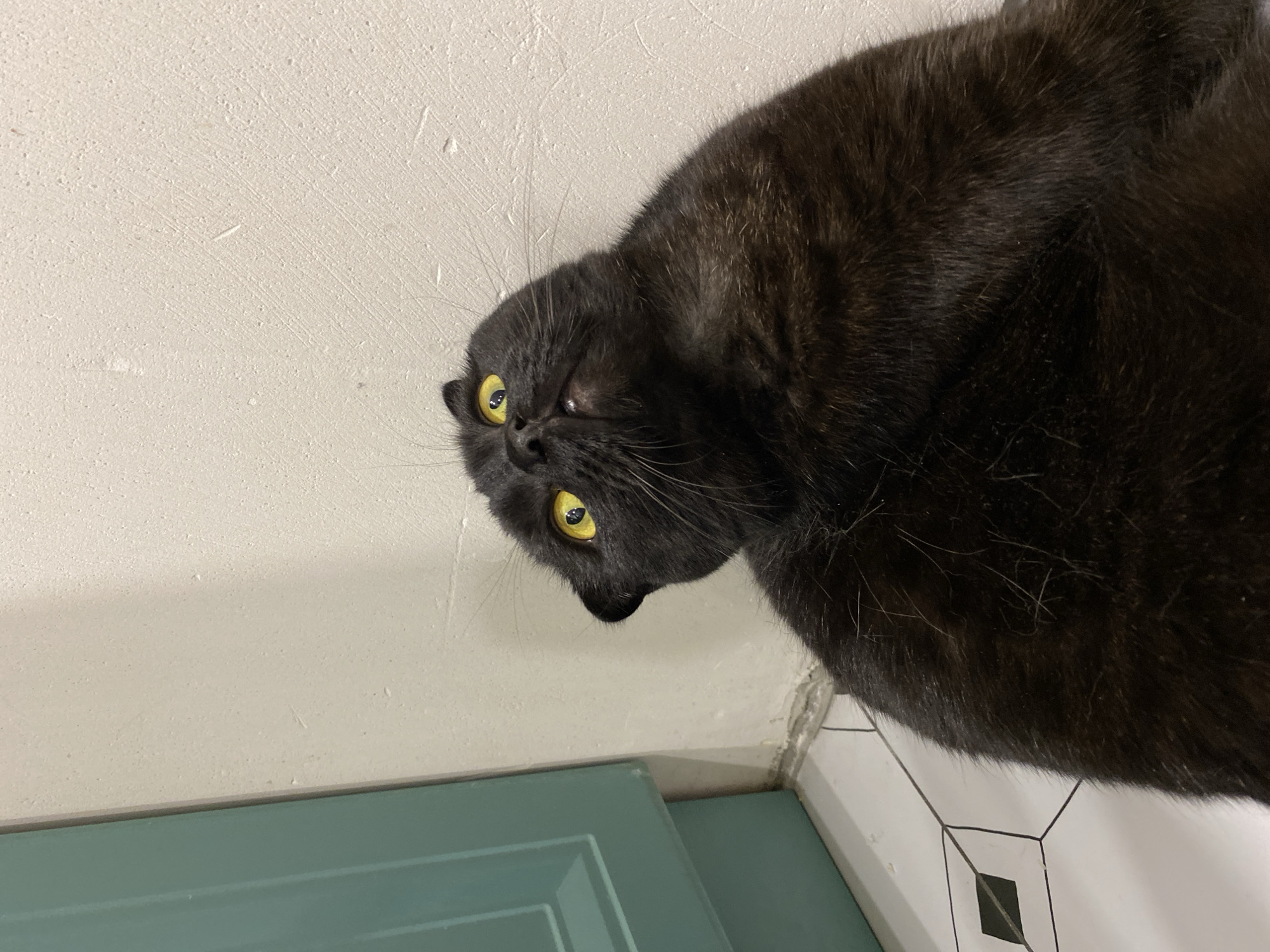 A black Scottish Fold cat with yellow eyes lies on its side next to a white wall with textured paint. Beneath the cat is a teal blue cabinet or door, and white hexagonal tiles with black lines are visible in the lower right corner of the frame. The image appears to have been rotated, placing the wall on the left and the floor on the bottom. The cat is the main subject of the image. There is no information to suggest this image was taken in Chaikovsky, Russia.