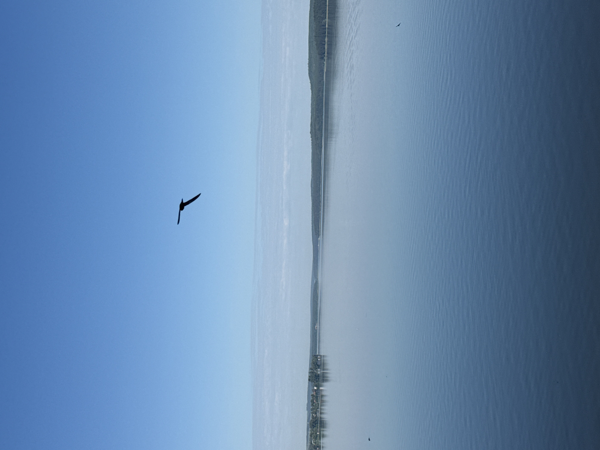 A solitary black bird is captured in mid-flight against a clear, vibrant blue sky. The bird is positioned in the upper-center of the frame, its wings outstretched in a distinctive V-shape, creating a sharp silhouette. Below the sky, a serene, expansive body of water stretches across the middle ground and foreground, its surface rippled by gentle waves that reflect the muted tones of the sky. In the distance, a long, tree-lined shore forms a natural horizon, with a hint of human settlement visible on the left. The overall impression is one of peacefulness and the vastness of nature, likely a scene from the reservoir in Votkinsk, Russia, known for its tranquil waters and natural beauty.