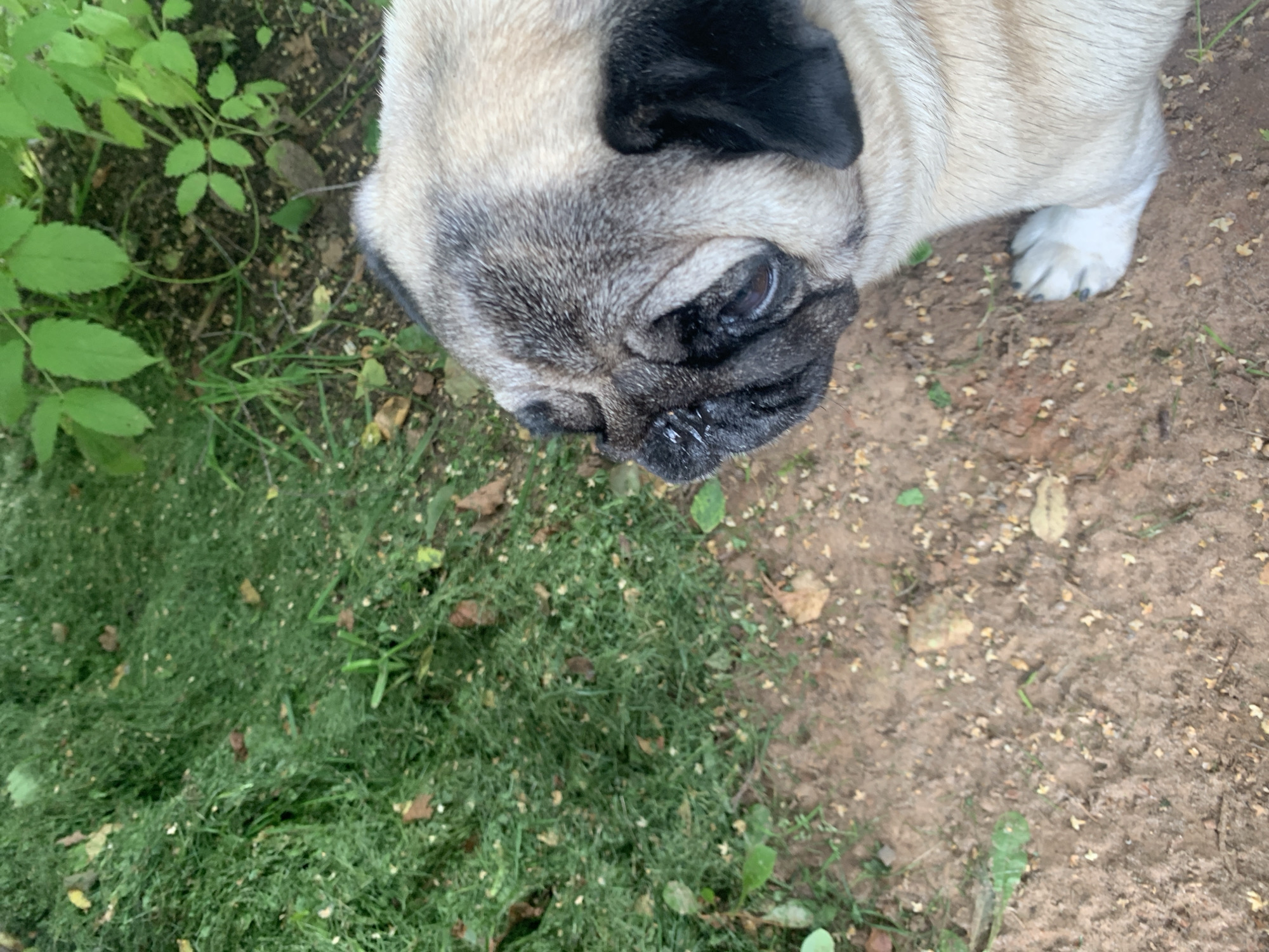 The image is an eye-level, medium shot of a pug dog in an outdoor setting, with a shallow depth of field that blurs the background. The pug's face, from the snout to its ears, is prominently featured on the right side of the frame, facing towards the left. Its fawn-colored fur is visible on its body and head, contrasting with the dark wrinkles on its face and black ears. One of its eyes is visible, appearing dark brown. The dog's front right paw, with white fur and black nails, rests on the sandy-brown ground.
To the left of the pug, the ground transitions from the sandy soil to a patch of freshly cut, bright green grass, with scattered brown leaves and some yellow flower petals or seeds. Further back, in the upper left and upper right corners, blurry green foliage from plants or trees can be seen. The overall environment suggests a garden or park area. There are no people or other animals visible in the frame. The lighting appears to be natural daylight, creating soft shadows. The specific location in the city of Sergeevo, Russia, is not discernible from the visual elements within the image.