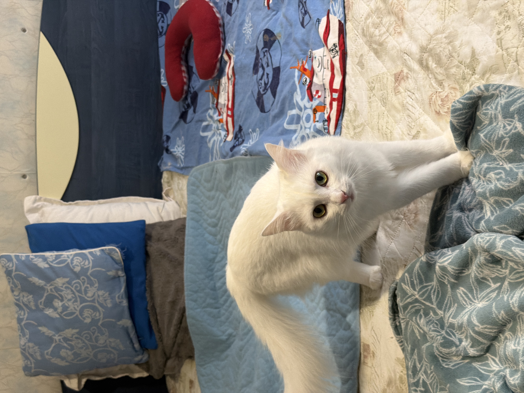 The image is an overhead shot of a bed with a white cat as the central subject. The cat is positioned on the right side of the frame, with its body angled towards the camera and its head tilted upward, engaging the viewer with its green eyes. Pillows of varying shades of blue and gray are stacked on the left side of the frame. Behind the pillows, there is a dark blue curtain and a narrow, curved beige-colored object. A red neck pillow lies on a blue blanket with cartoon-like illustrations, which covers a section of the bed. The bed is covered with a floral-patterned bedspread, with a blue and white patterned blanket crumpled on the right side. The location is unspecified and cannot be determined as being in Varna, Bulgaria based on the visual information provided.
