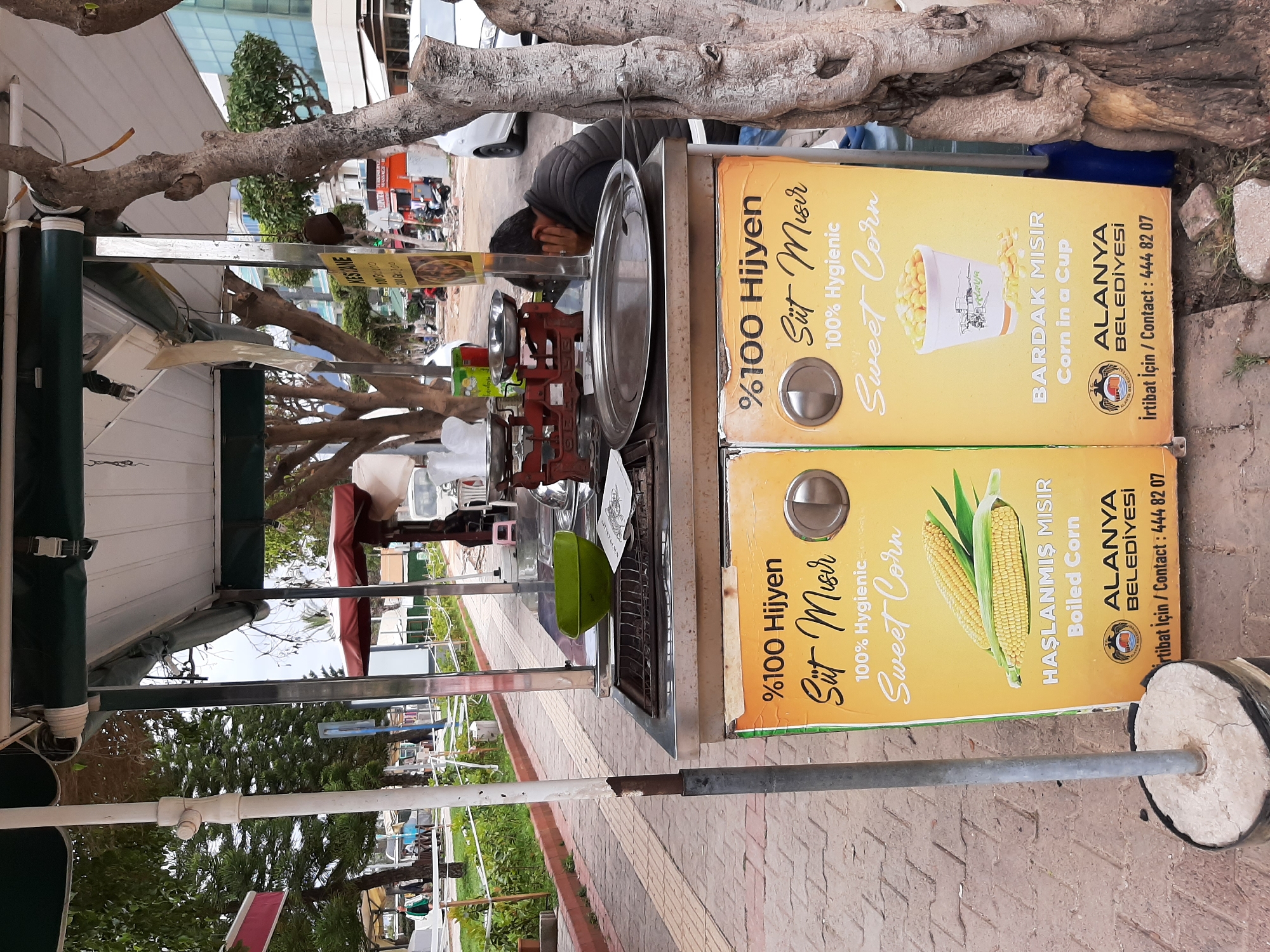 Here is a description of the image:
The image shows a vendor stall in Alanya, Turkey, selling sweet corn. The stall is set up on a brick-paved walkway, with a tree branch partially obscuring the view. The stall has two yellow signs displaying the advertisement for "100% Hygienic Sweet Corn," both in a cup and boiled. One sign has an image of corn in a cup, labeled "BARDAK MISIR," while the other shows corn on the cob, labeled "HAŞLANMIŞ MISIR" or "Boiled Corn." Both signs also feature the logo of Alanya Belediyesi (Alanya Municipality) and a contact number, 444 82 07. The stall has a metal frame with a weighing scale and a green bowl on top. A person is leaning against the stall, appearing to be resting. In the background, there are buildings and other people, suggesting a busy area in the city. The tree is located in front of the stall and it provides shade. There is another sign hanging under the tree, which says "KESTANE," possibly to advertise the chestnuts.