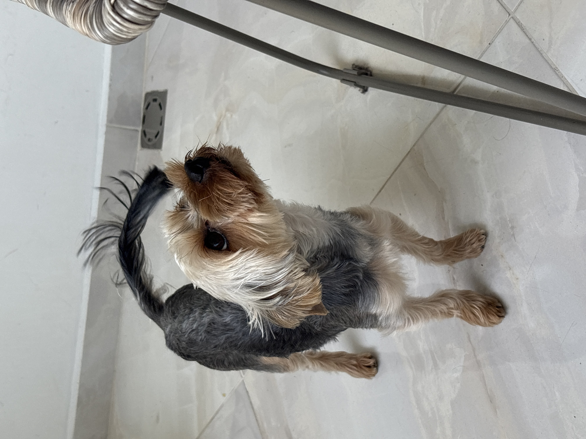A medium-sized dog with a dark gray back and light brown and gray fur on its face and legs stands on a white tiled floor. The dog has a short, dark gray tail that is curled upwards. Above the dog are silver metal objects, possibly furniture legs or components. The location appears to be indoors. No specific information indicates the location is in Plovdiv, Bulgaria.