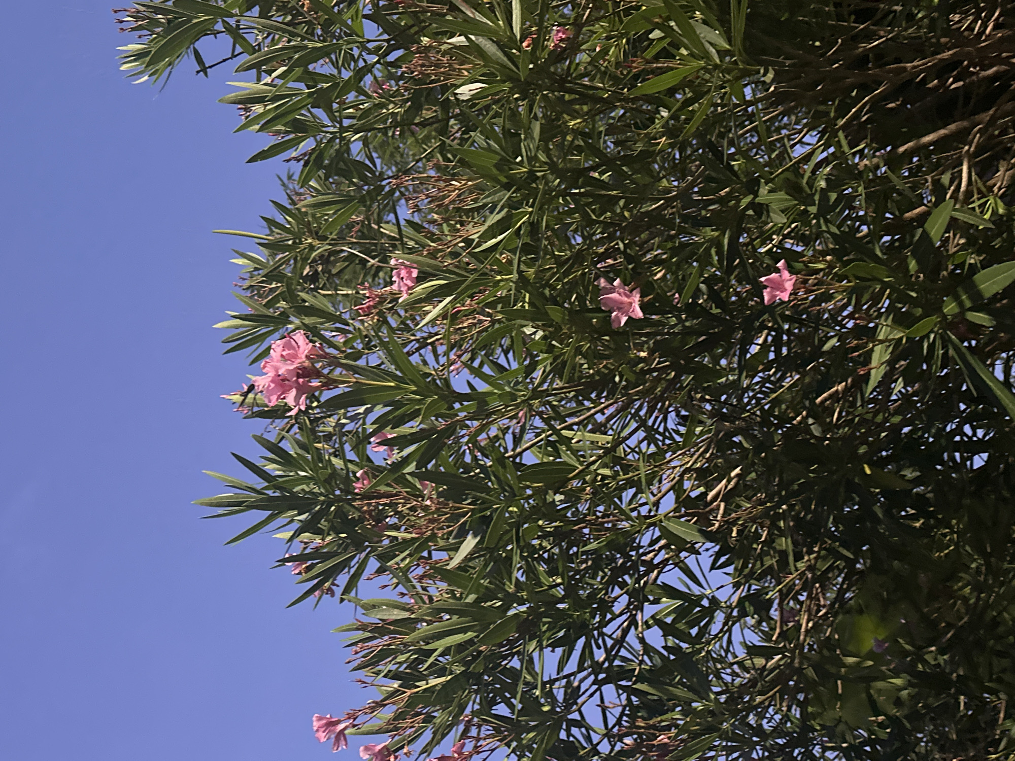 This is a low-angle, medium shot of a dense flowering oleander bush with pink blossoms against a clear blue sky. The bush is full of long, lance-shaped green leaves and numerous small, light pink flowers, some of which are fully bloomed and others are still in bud or are dried seed pods. The lighting suggests it is daytime, possibly late afternoon, with some shadows present within the foliage. The image is taken outdoors, with no visible human presence or man-made structures other than potentially implied by the context of being in a city.
