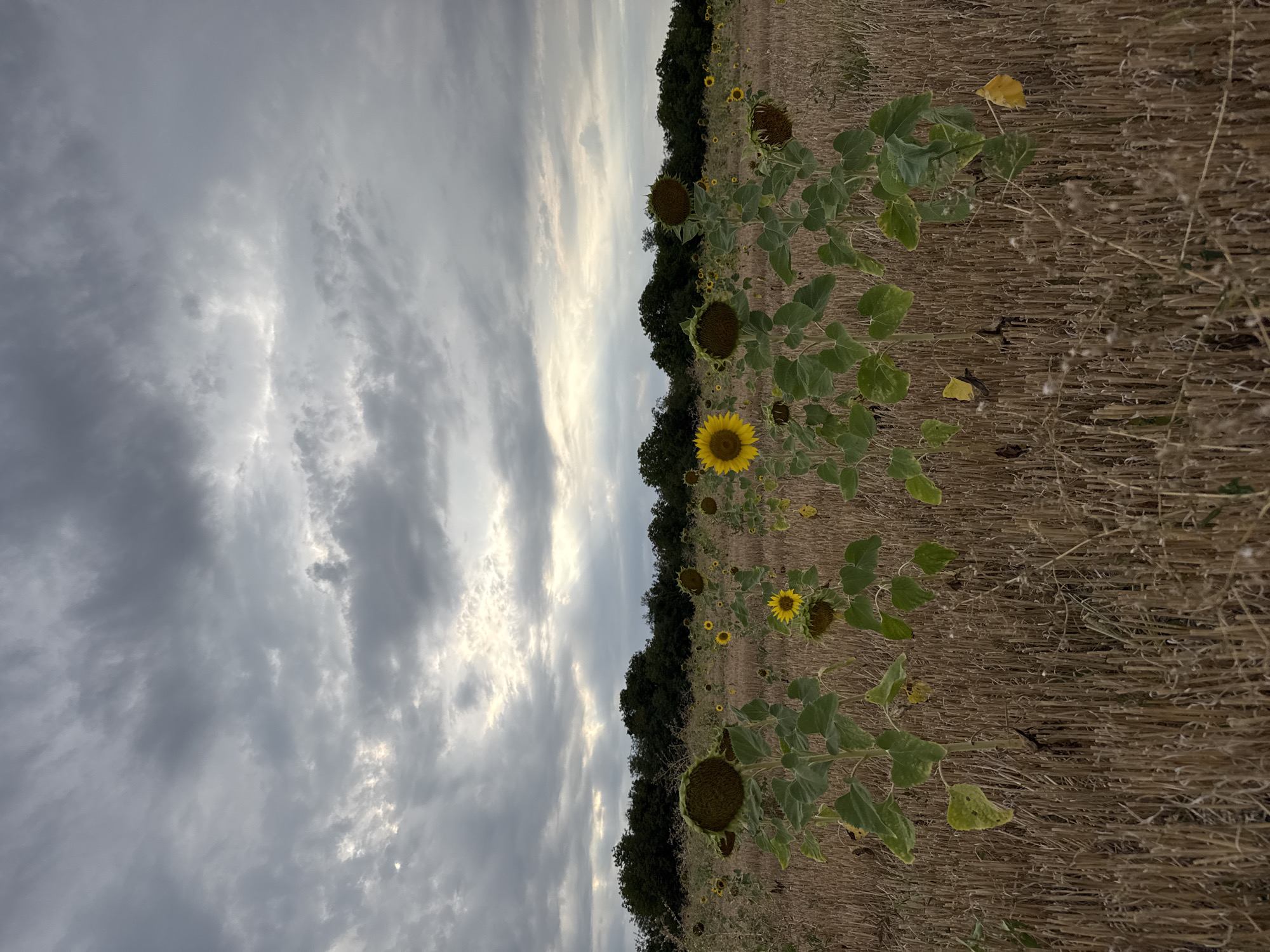 The image depicts a field of sunflowers with drooping heads, standing amidst harvested straw. The sky above is overcast with dramatic, heavy clouds, but patches of bright light break through, suggesting either dawn or dusk. In the background, a line of dark green trees forms a dense border, possibly a forest. The overall scene is one of natural beauty tinged with a sense of fading light and the end of the sunflower season. The location is identified as a field in Lesicheri, Bulgaria.