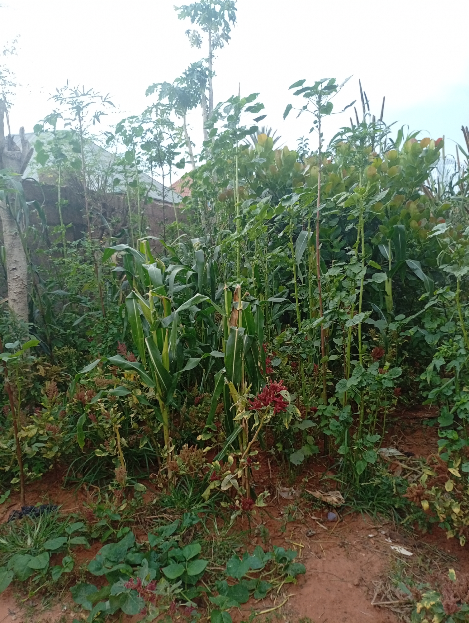 The image shows a close-up view of a lush, overgrown garden with a variety of plants. In the foreground, several types of leafy green plants are visible, some with broad leaves and others with smaller, more delicate foliage. There are also some plants with reddish-brown flower clusters. Towards the middle ground, taller plants, including what appears to be corn stalks with their distinctive long leaves, are prominent. The background reveals more dense vegetation, with some trees and structures partially obscured. The ground is covered in reddish-brown soil and patches of grass. The overall impression is of a well-established, thriving garden area in a humid climate. This scene is likely located in Tumfure, Nigeria, based on the prompt.