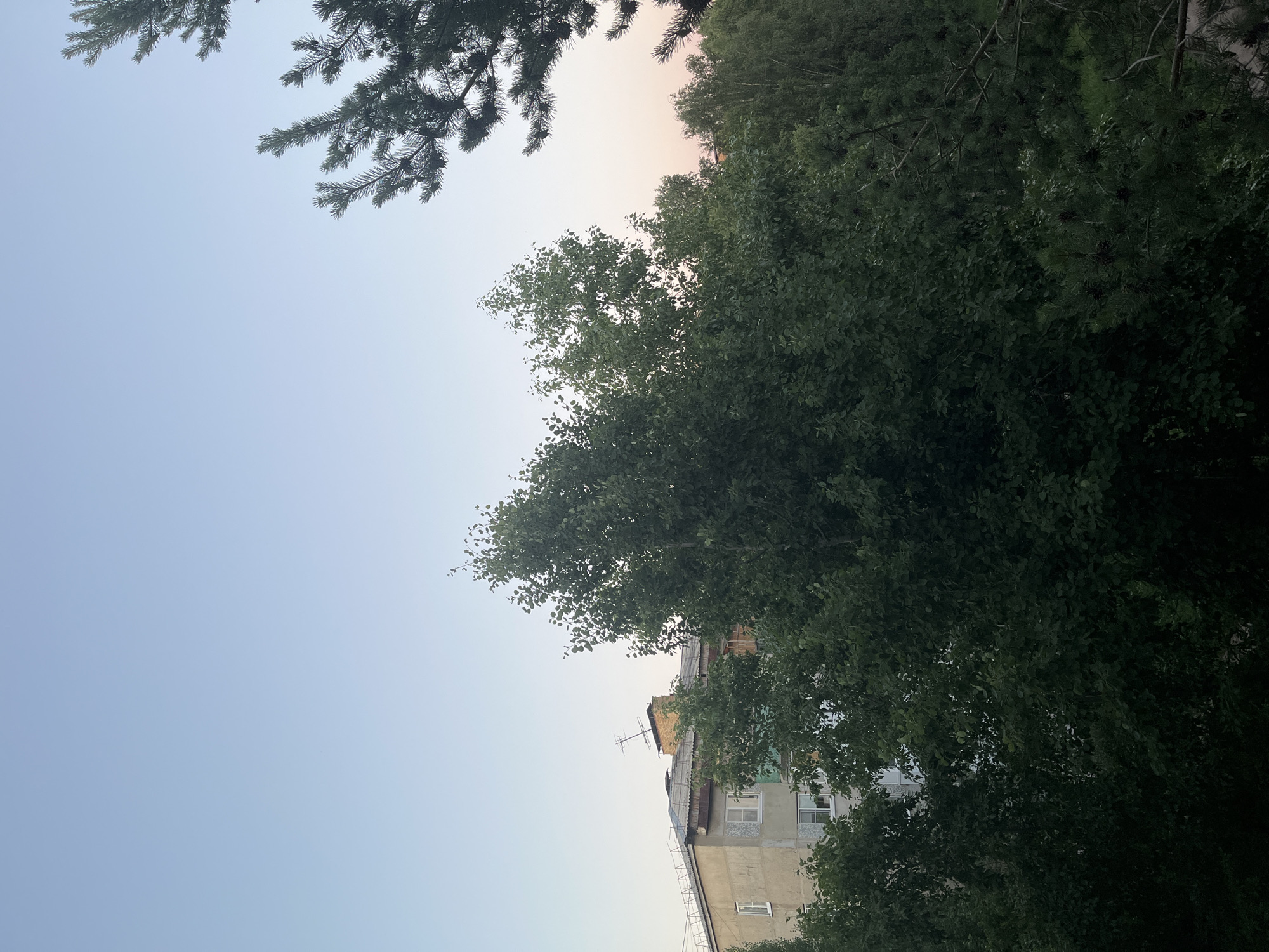 The image shows a view of a building and trees against a clear sky. The building appears to be an apartment complex, with multiple windows visible. A television antenna is mounted on the roof of the building. Lush green trees, including pine trees, dominate the foreground and middle ground, obscuring parts of the building. The sky is a pale blue, with a hint of pink near the horizon, suggesting it is either early morning or late evening. The scene is devoid of any people or explicit actions. The overall impression is a natural landscape encroaching on an urban environment.