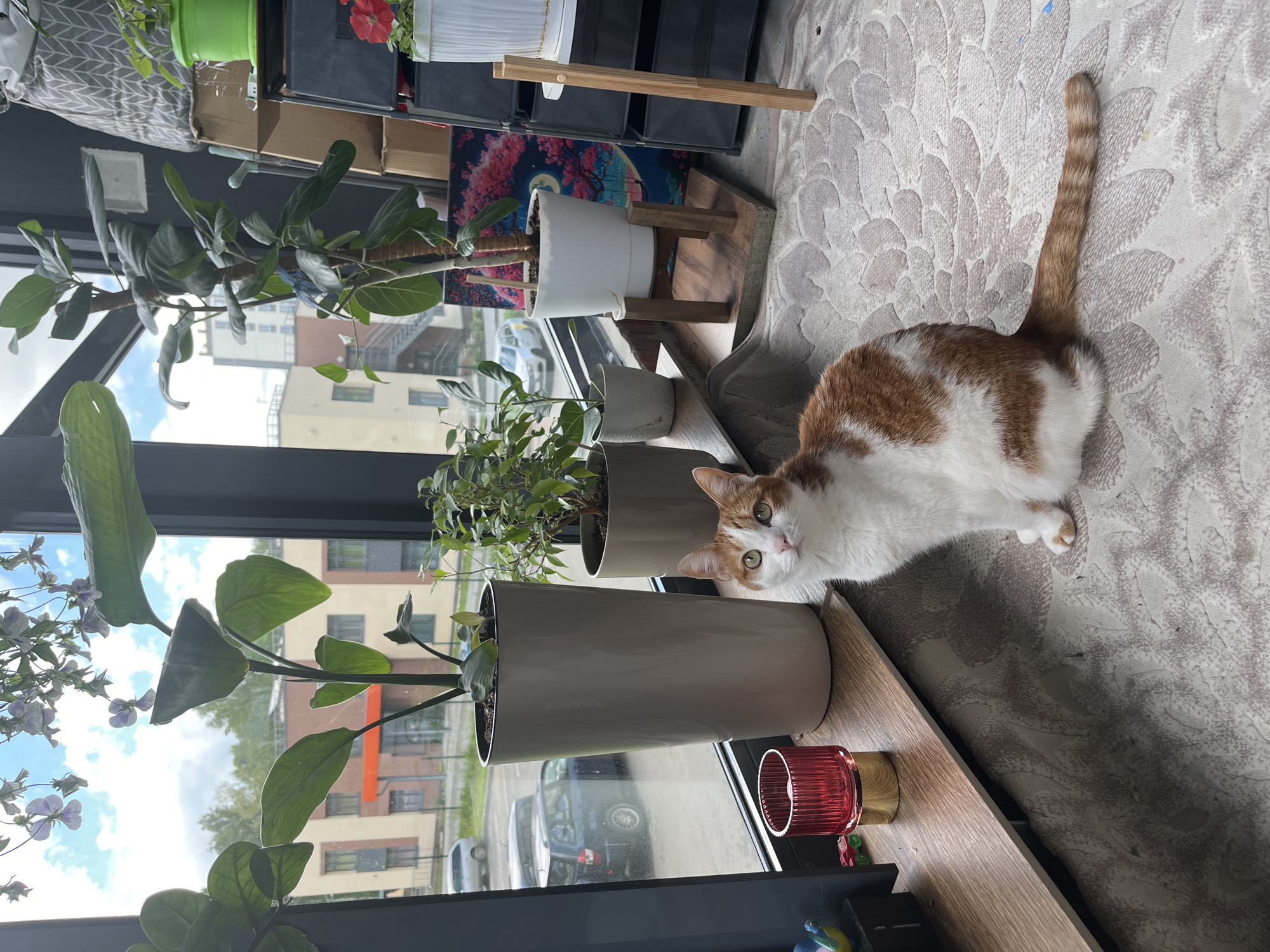 The image depicts an indoor scene with a large window providing a view of a suburban area, likely Prigorodny, Russia. Outside the window, a modern building with orange accents and several parked cars are visible. Inside, a tabby and white cat sits on a patterned rug in front of the window. Various potted plants, including a large ficus tree, are arranged on a windowsill and on shelves. A red glass candle holder with a gold base is also present on the windowsill. The scene is well-lit, suggesting it is daytime.
